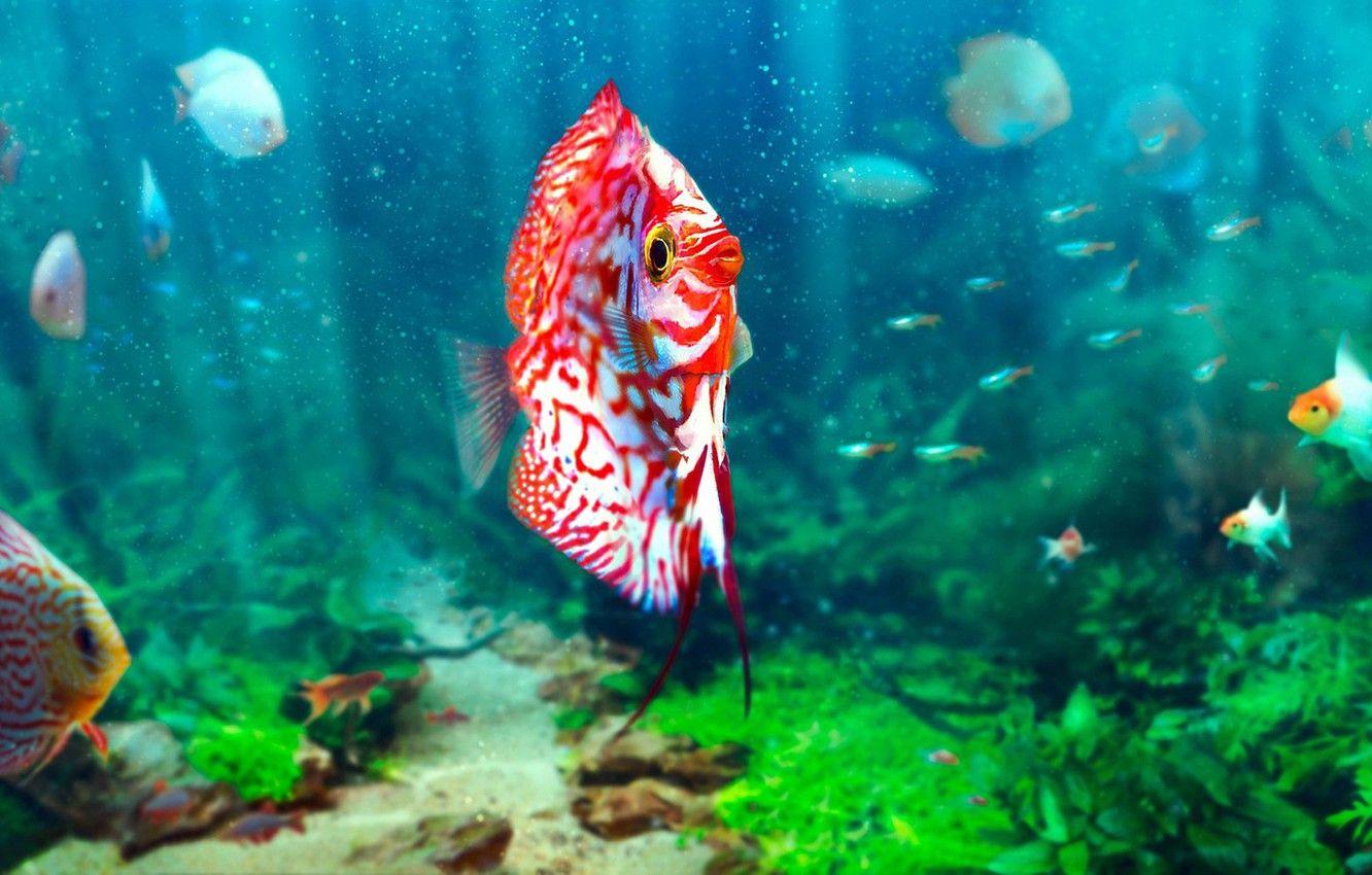 1332x850 Wallpaper fish, aquarium, Soren Meding, Realistic Aquarium image