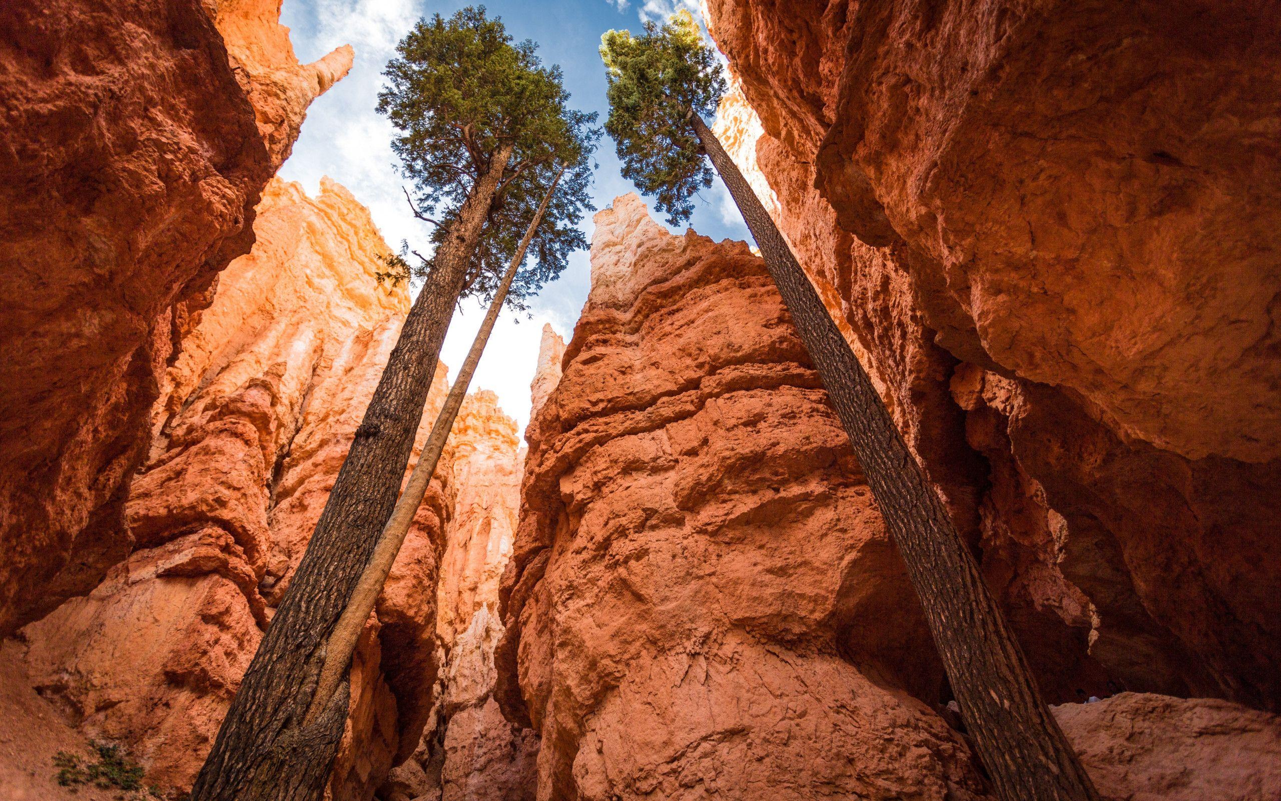 2560x1600 Download wallpaper: Navajo Loop, Bryce Canyon, Utah 2560x1600