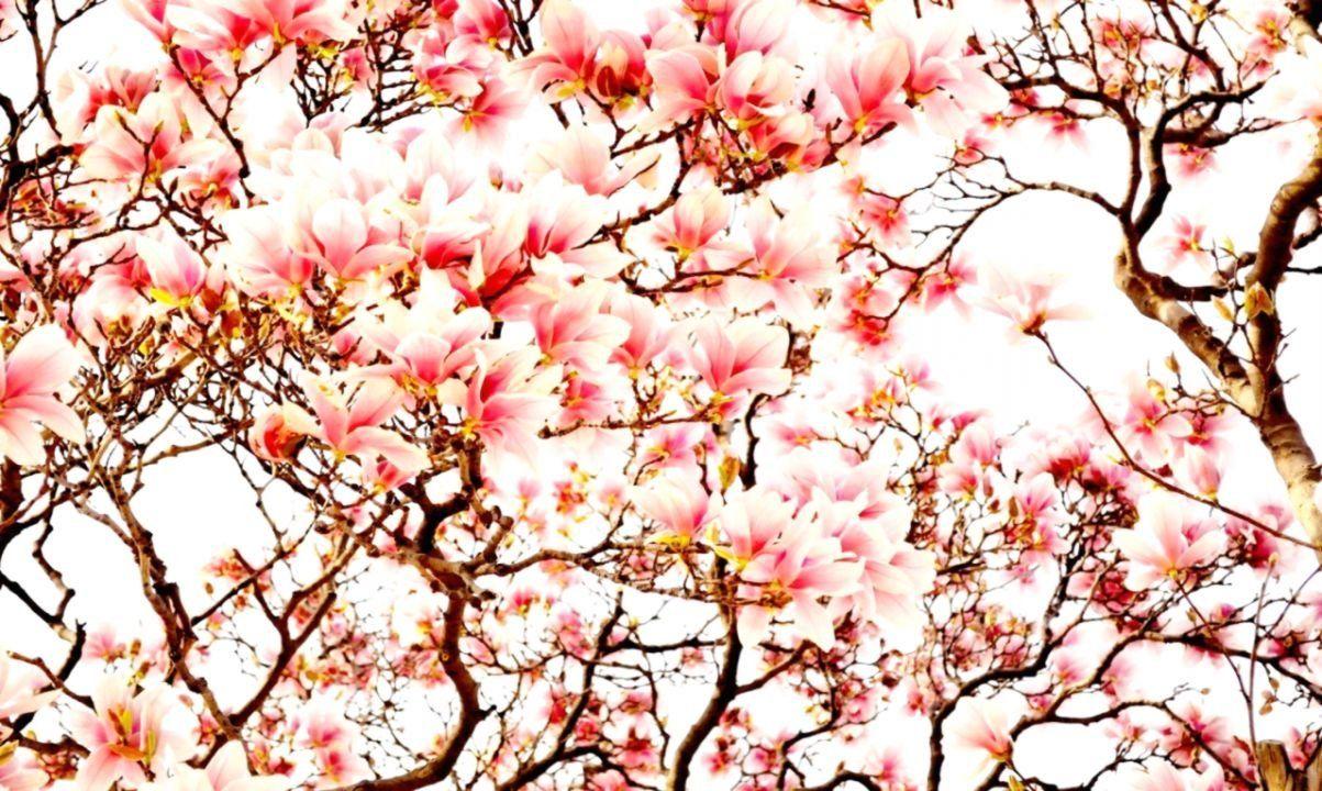1203x720 Japanese Flower Wallpaper