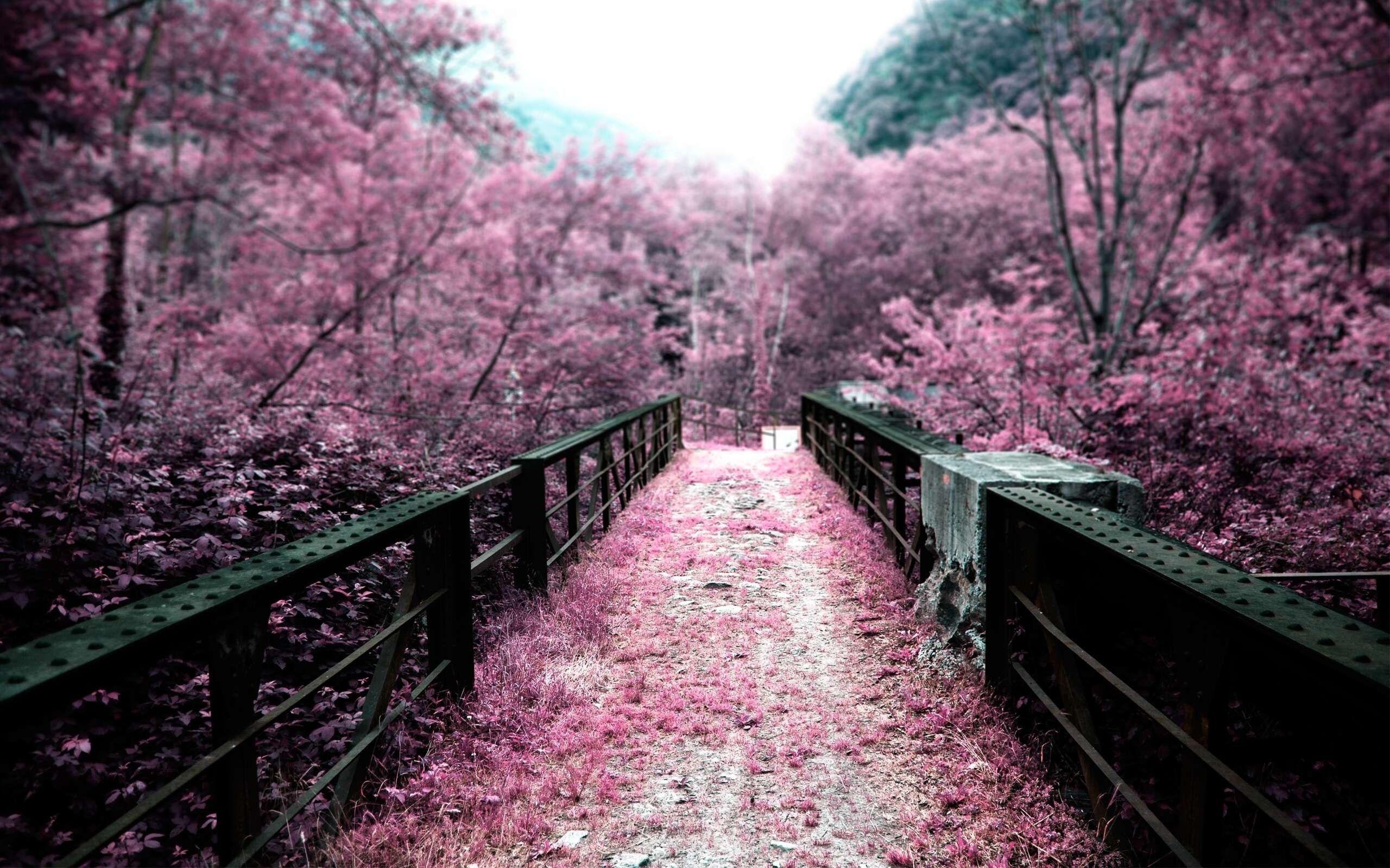 2560x1600 Pink Flowers In Japan