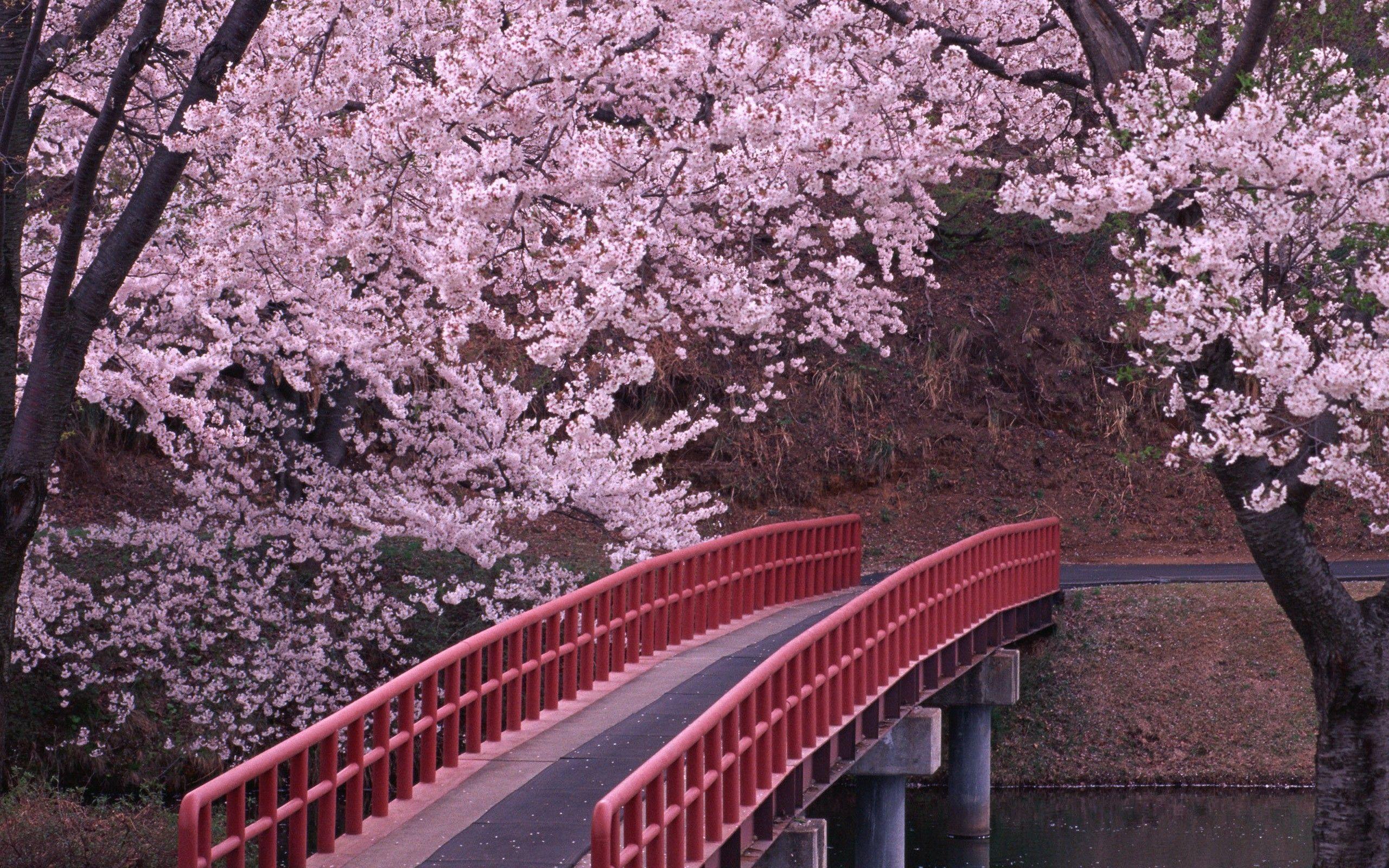 2560x1600 Japanese Cherry Blossoms Wallpaper