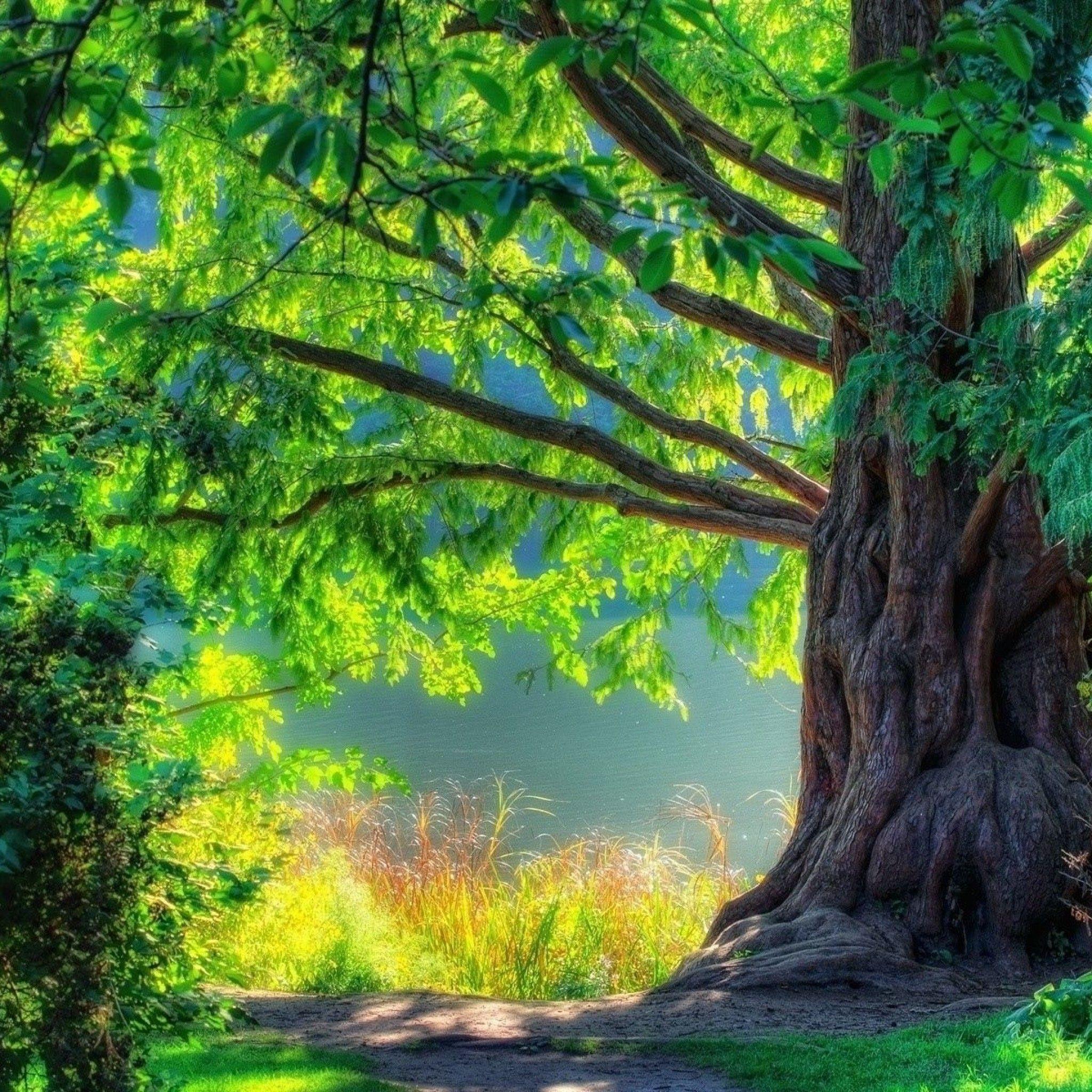 2048x2048 Summer Tree iPad Air Wallpaper Free Download