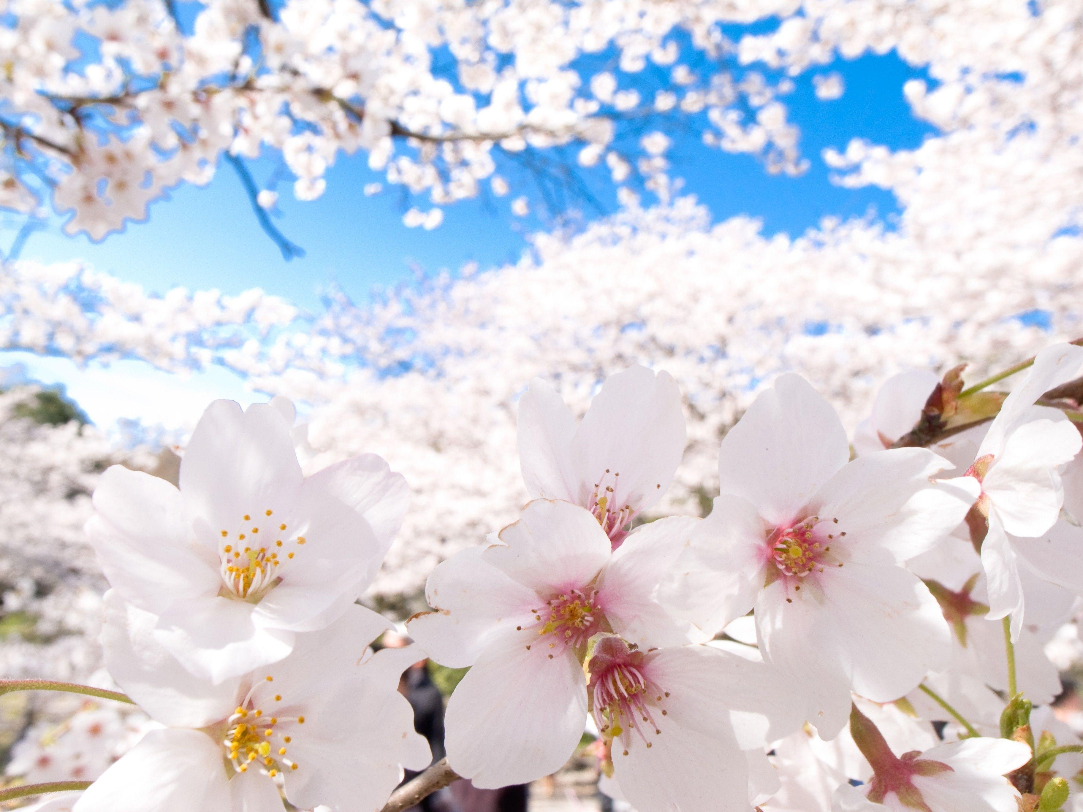 Japan Flowers Wallpapers - Top Free Japan Flowers Backgrounds 