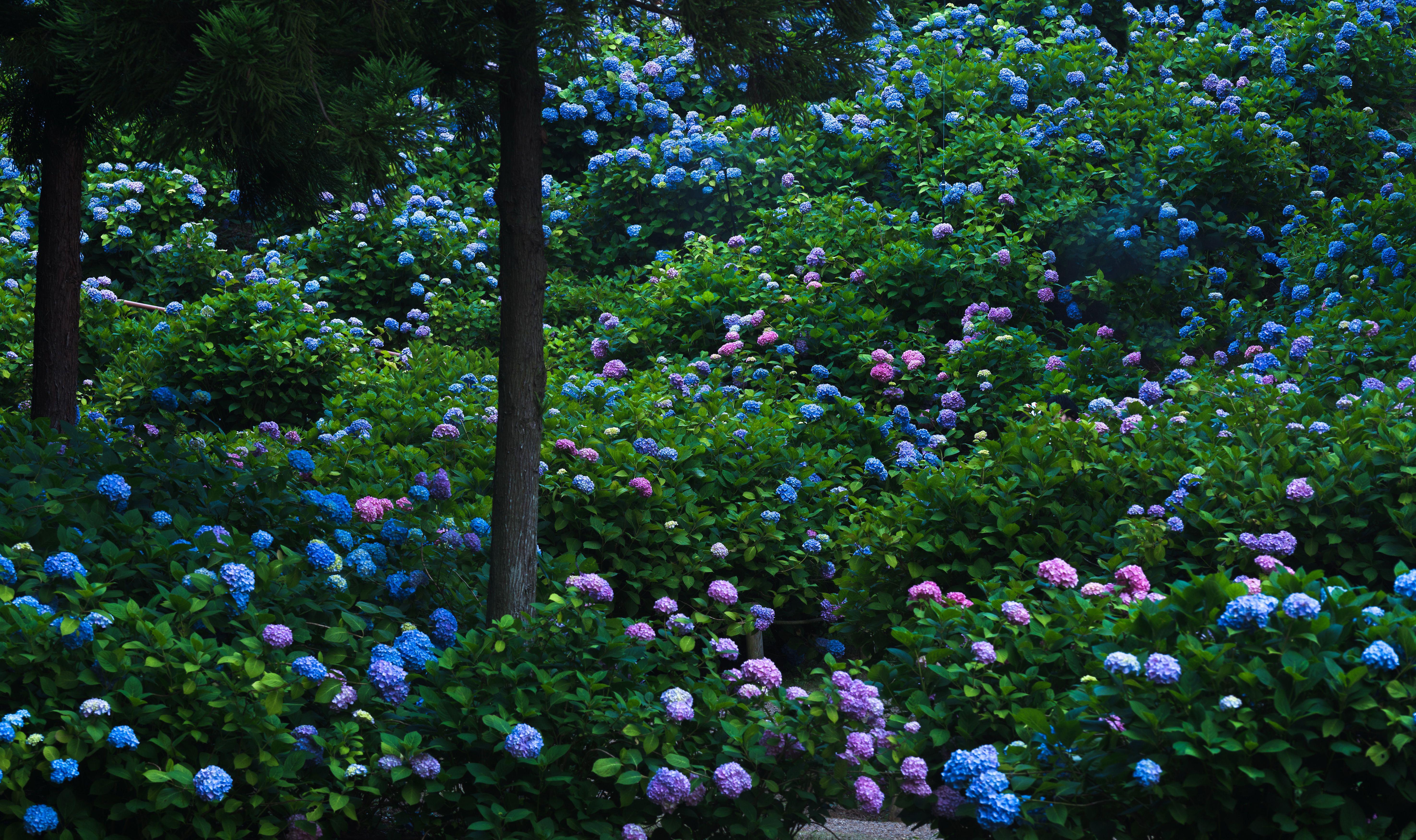 5900x3500 Desktop Wallpaper Kyoto Japan Gardens Flowers Hydrangea 5900x3500
