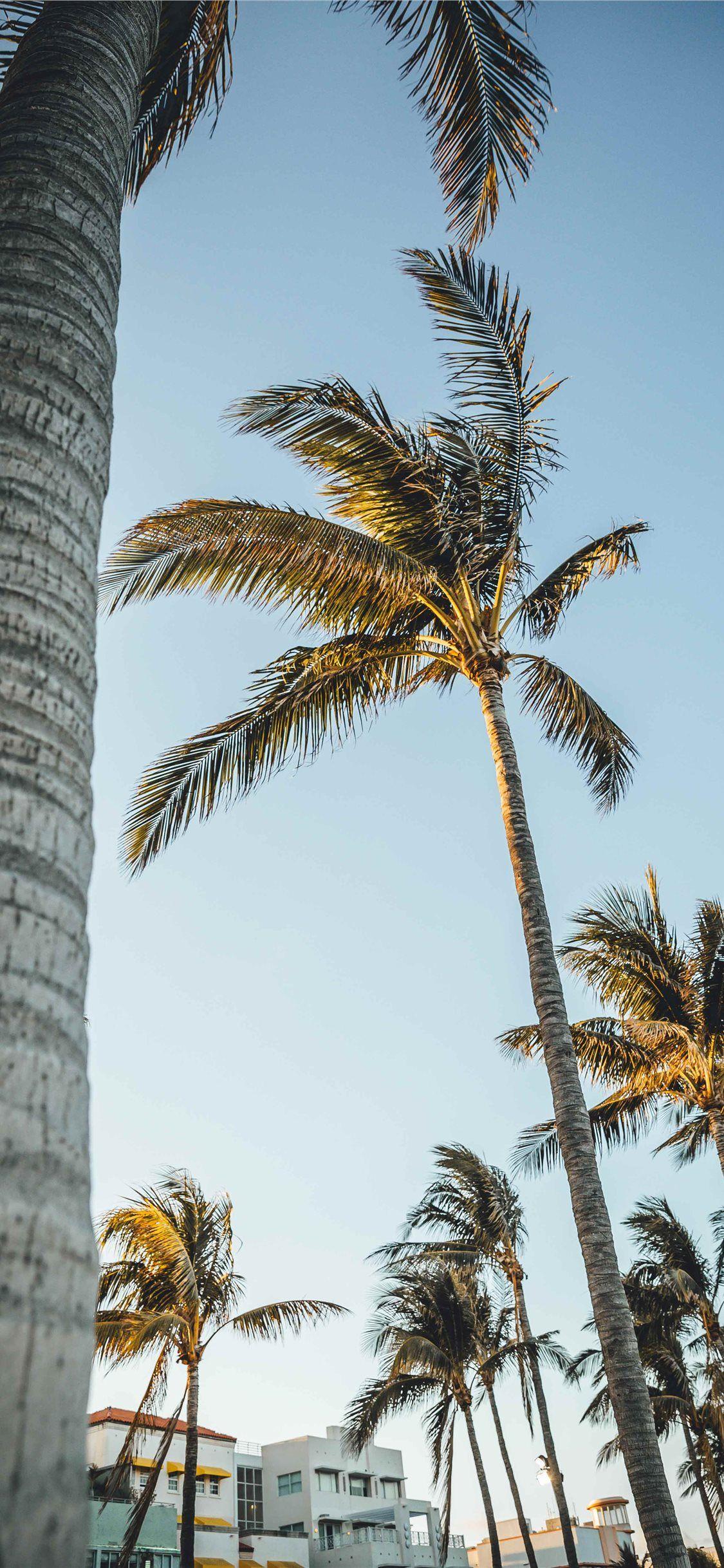 1125x2436 Miami Beach United States iPhone 11 Wallpaper Free Download