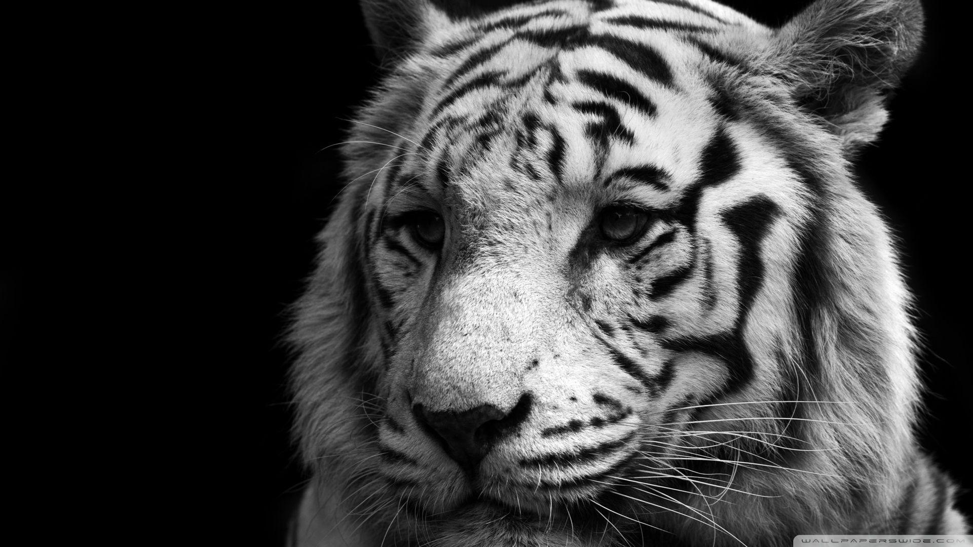 1920x1080 Free download Black And White Tiger wallpaper [1920x1080]