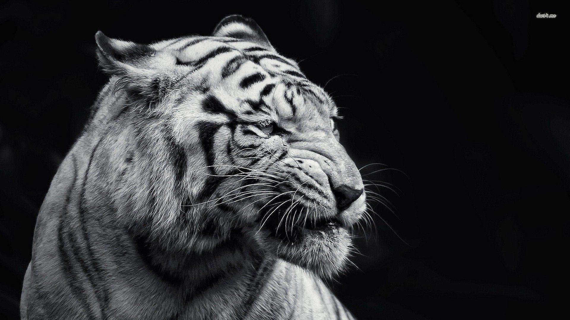 1920x1080 Black And White Tiger Wallpaper