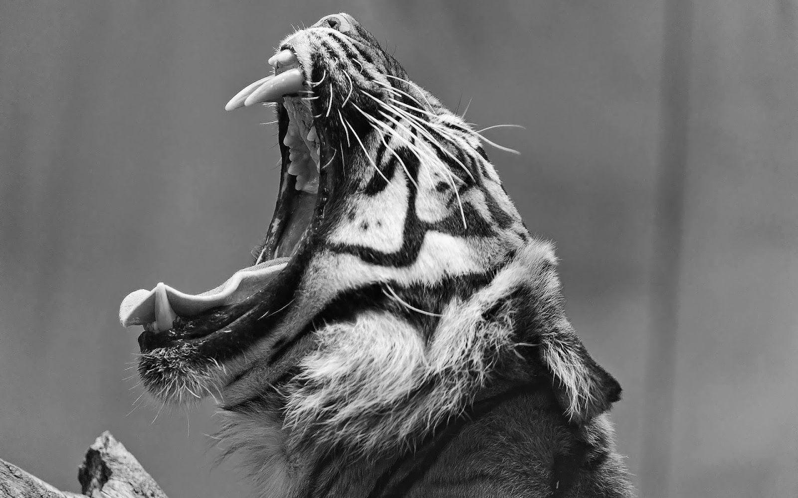 1600x1000 Black and white wallpaper with a tiger. HD Animals Wallpaper