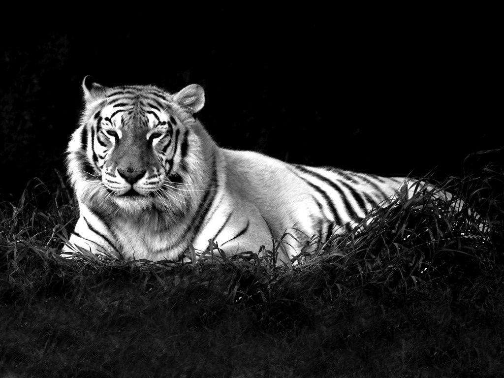 1024x768 Tiger Wallpaper HD Black And White