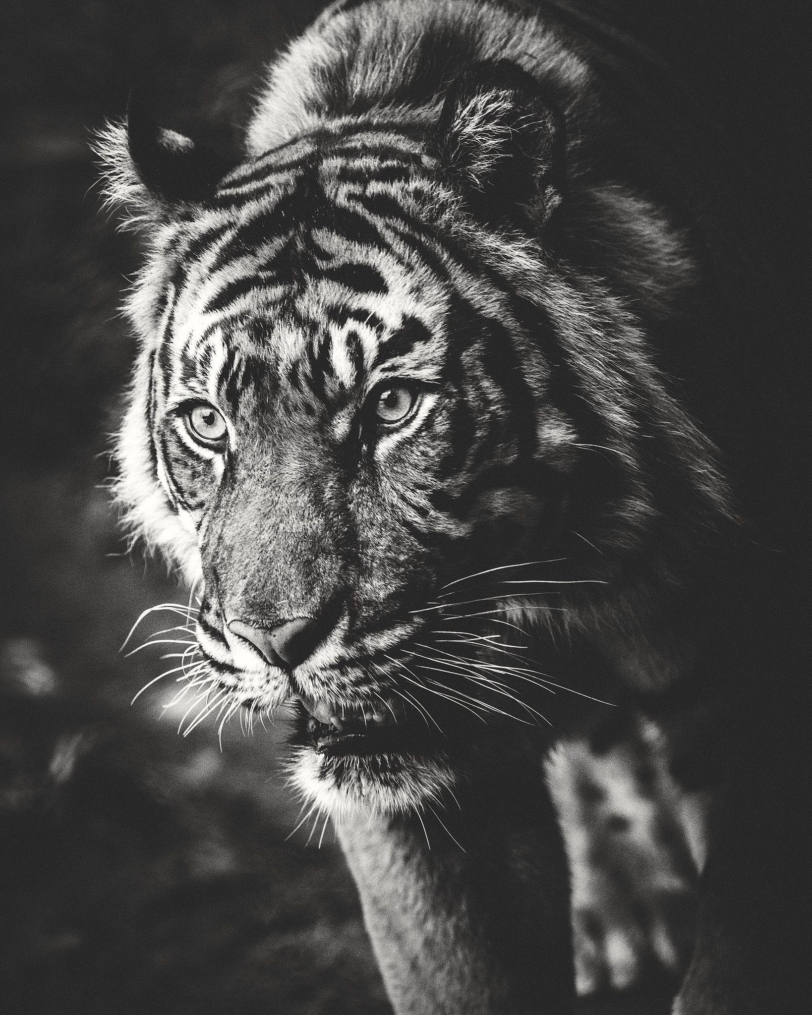 1638x2048 Desktop Wallpaper tiger Big cats Whiskers Black and white 1638x2048
