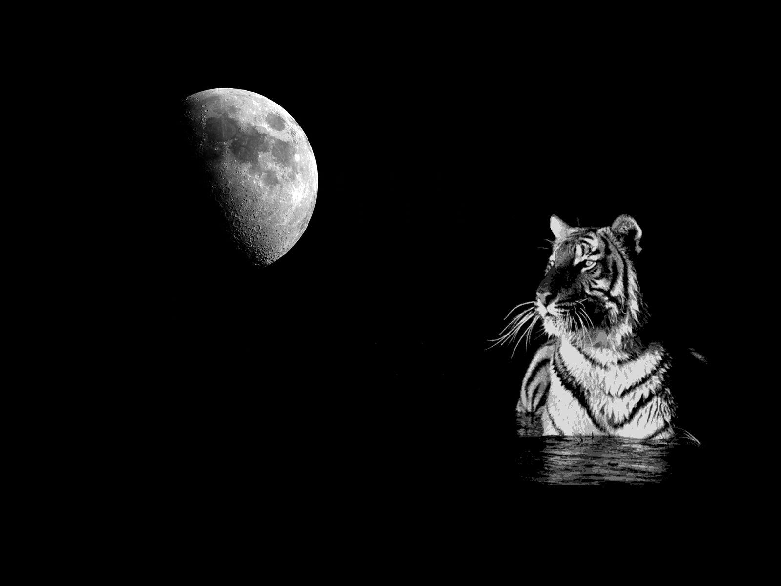 1600x1200 Tiger Wallpaper Black And White