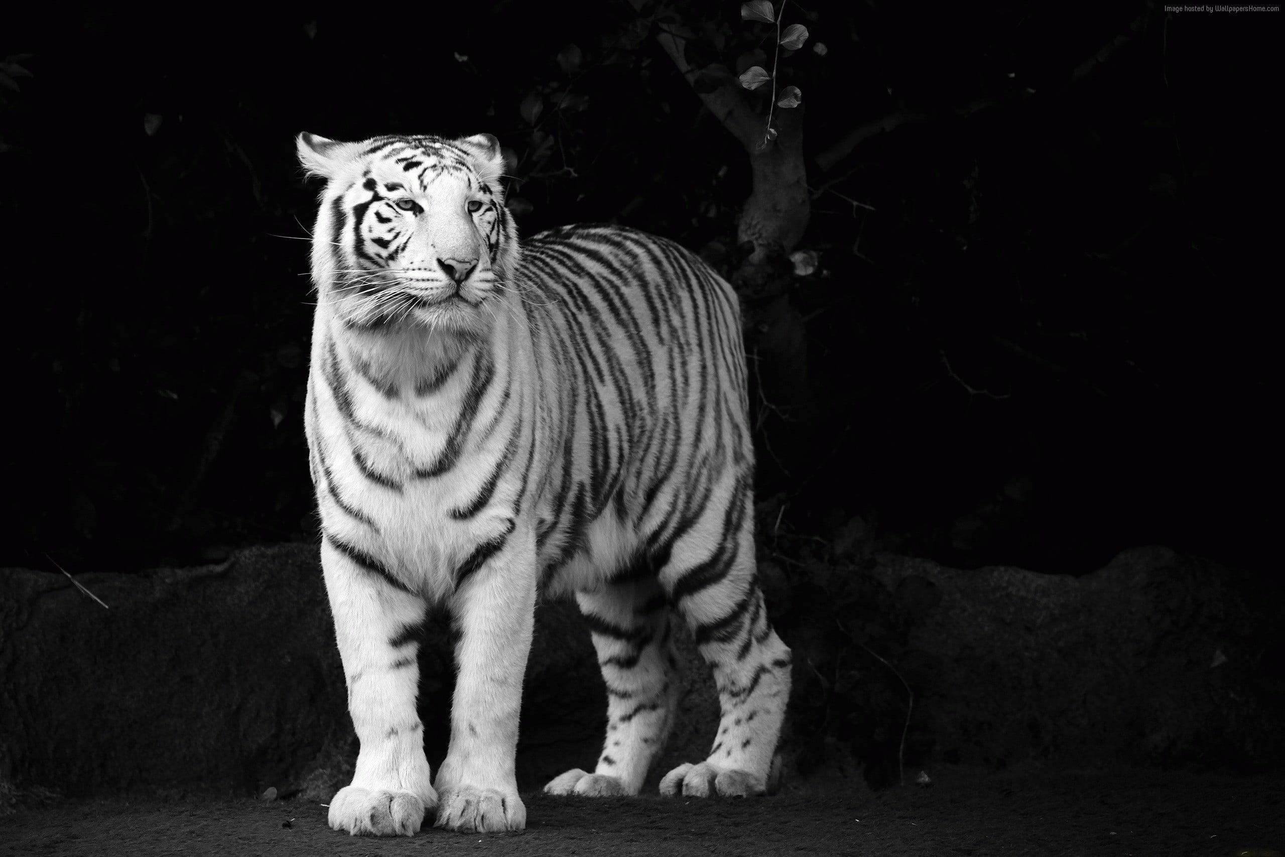 2560x1707 White and black tiger HD wallpaper
