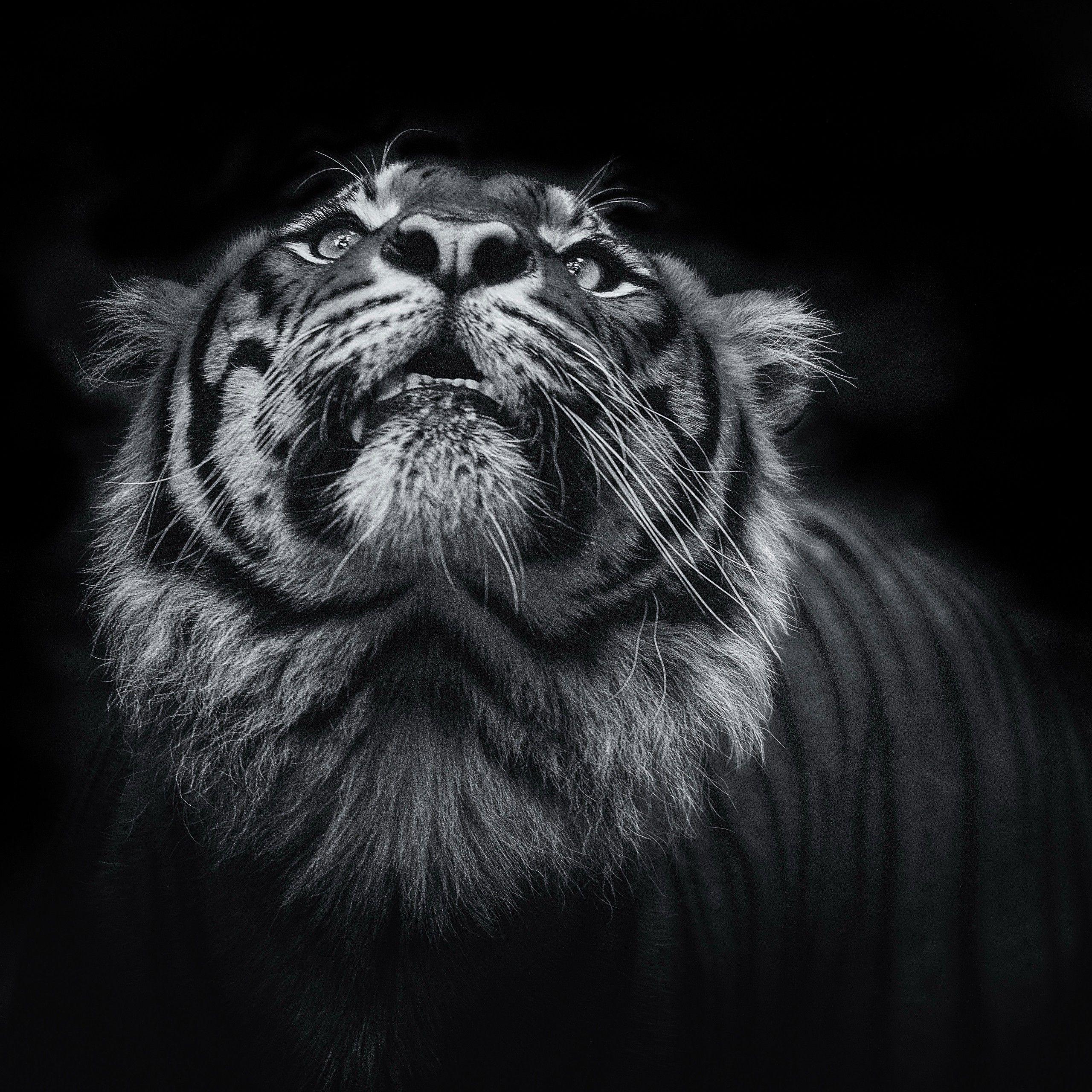 2560x2560 Wallpaper Tiger, Dark, Black, HD, 4K, Animals,. Wallpaper