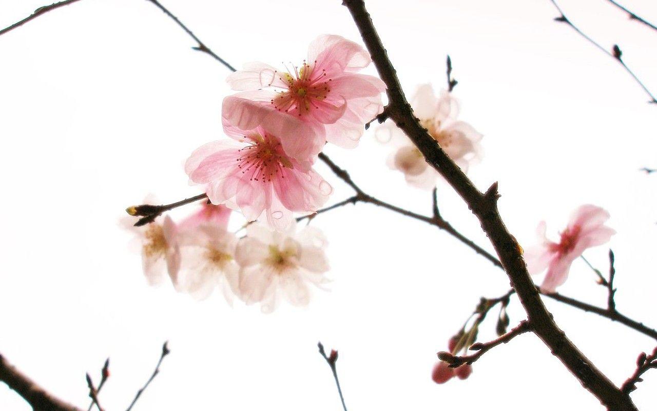 1280x800 Flower: Cherry Blossoms Beauty White Rain Cute Flower Flowers HD