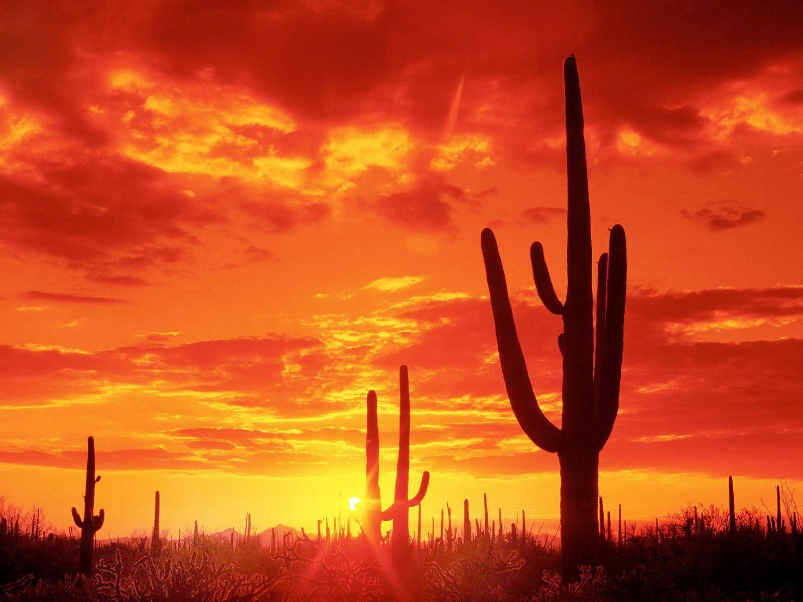 Arizona Wallpapers - Top Free Arizona Backgrounds - WallpaperAccess