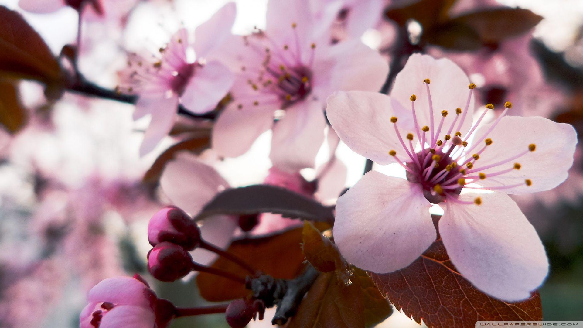 1920x1080 Delicate Cherry Blossom ❤ 4K HD Desktop Wallpaper for 4K Ultra HD