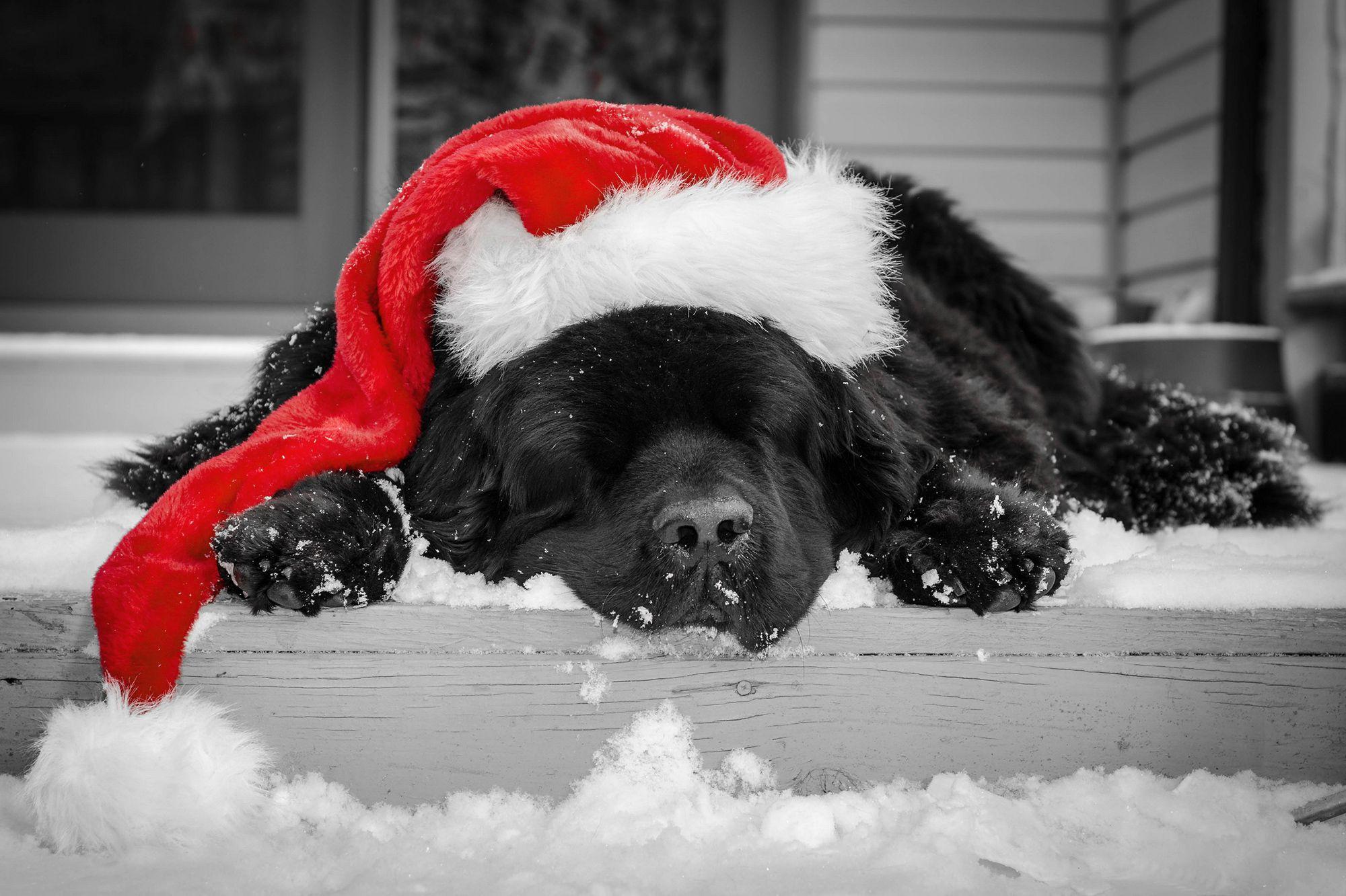 2000x1333 Christmas Black Puppy with Santa Hat Wallpaper