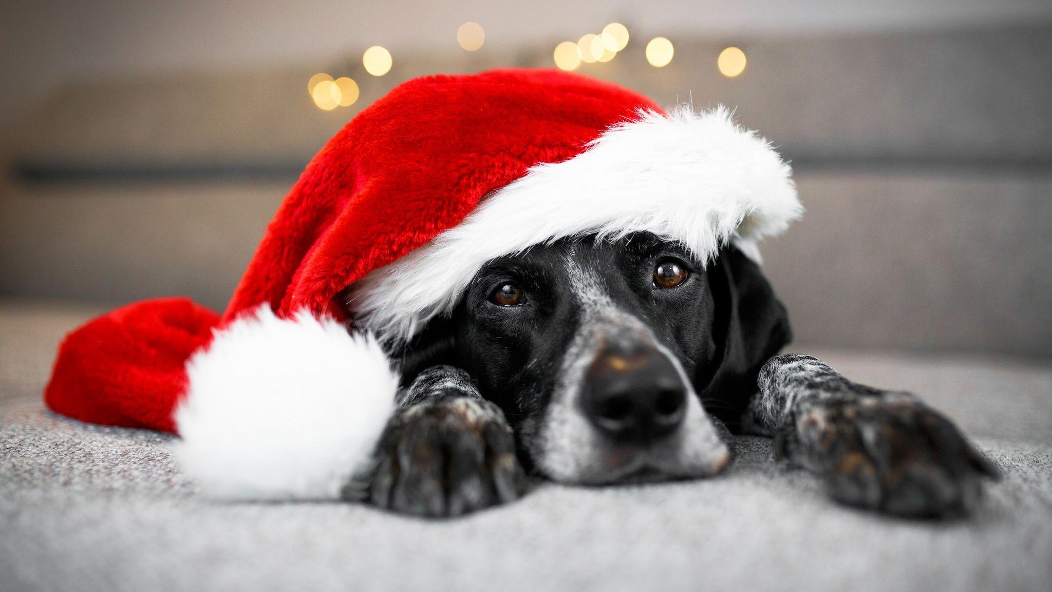 2048x1152 Dog wearing a santa hat HD Wallpaper. Background Image