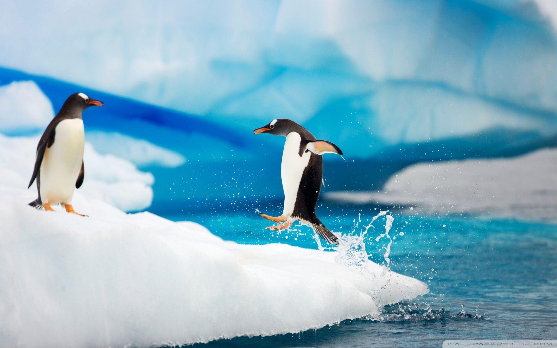 1920x1200 Gentoo Penguins Ultra HD Desktop Background Wallpaper for 4K UHD