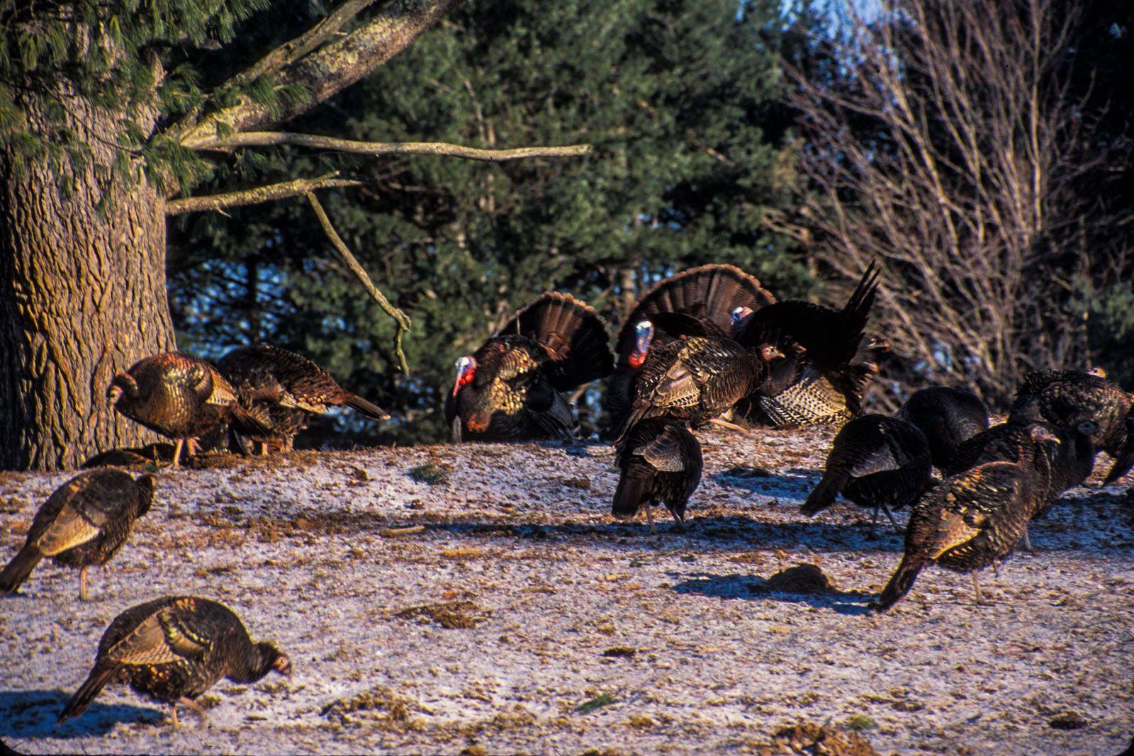 1600x1067 Bottomland