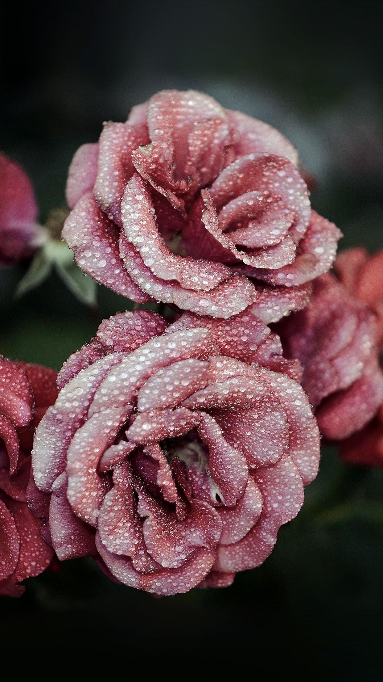 1242x2208 iPhone 6 wallpaper. rose pink raindrop flower summer nature red
