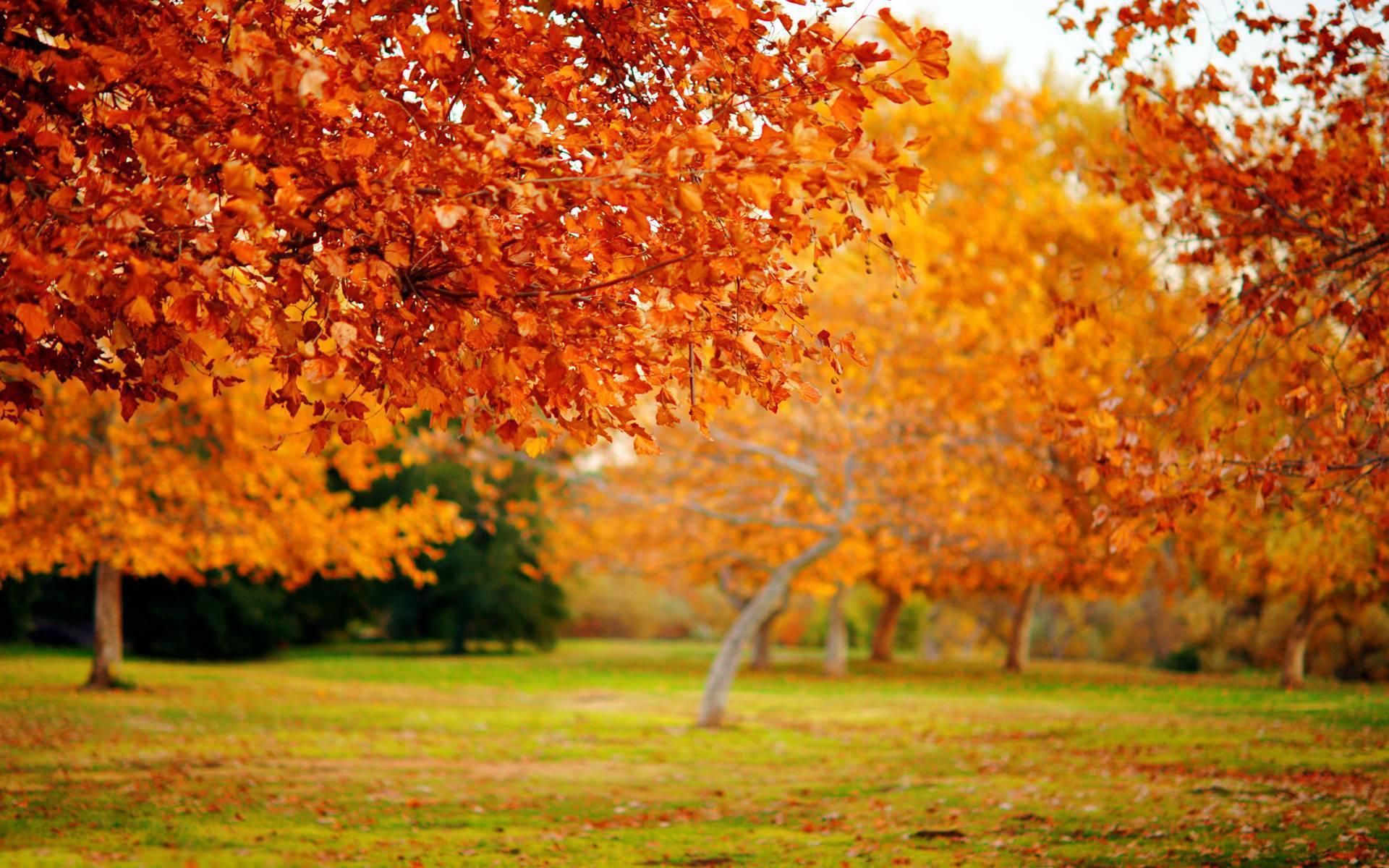 Autumn Garden Wallpapers - Top Free Autumn Garden Backgrounds