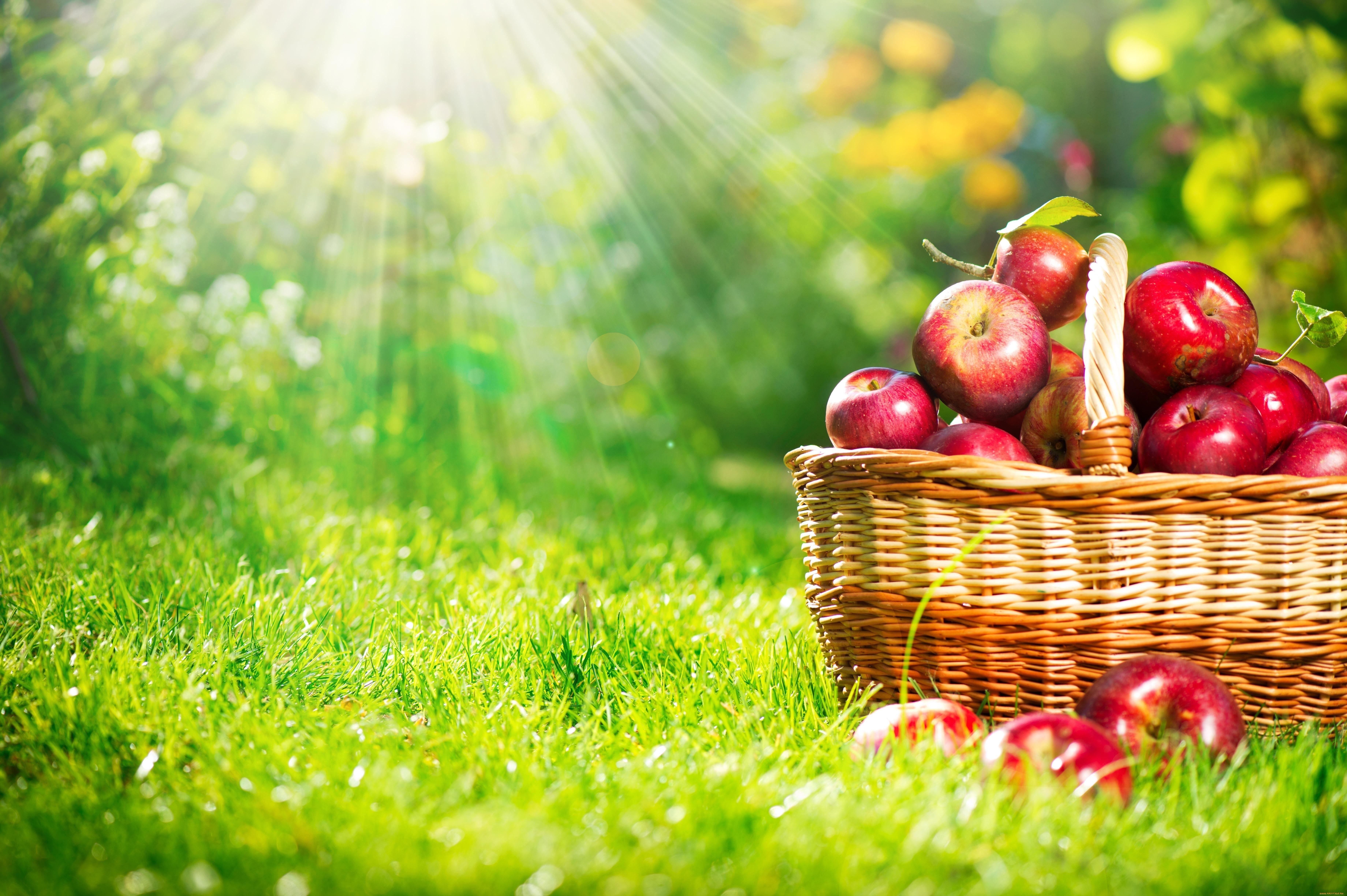 7360x4900 Apple Orchard Desktop Background. Apple