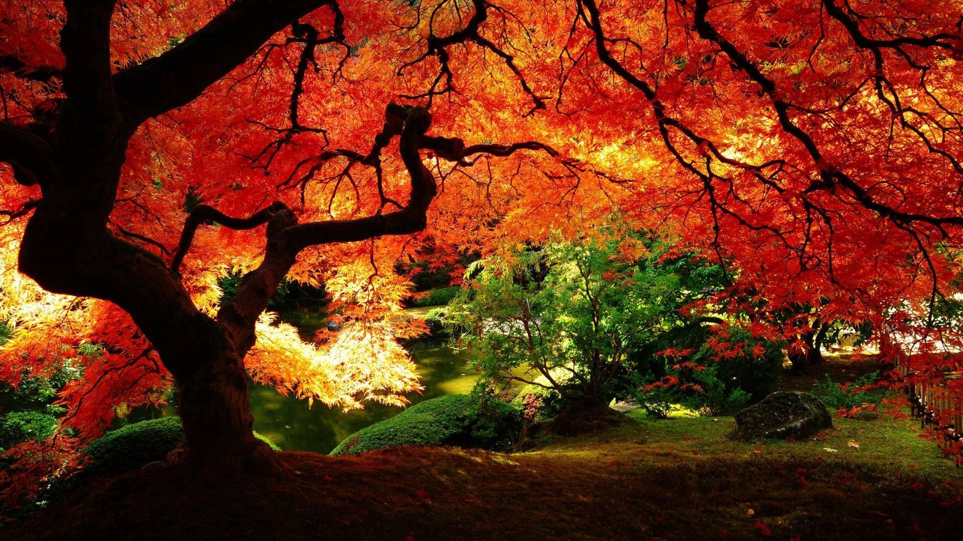 1920x1080 Autumn Zen Garden Wallpaper