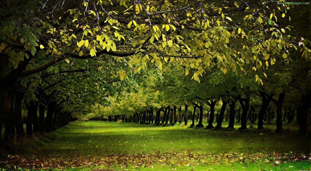 Orchard Wallpapers - Top Free Orchard Backgrounds - WallpaperAccess