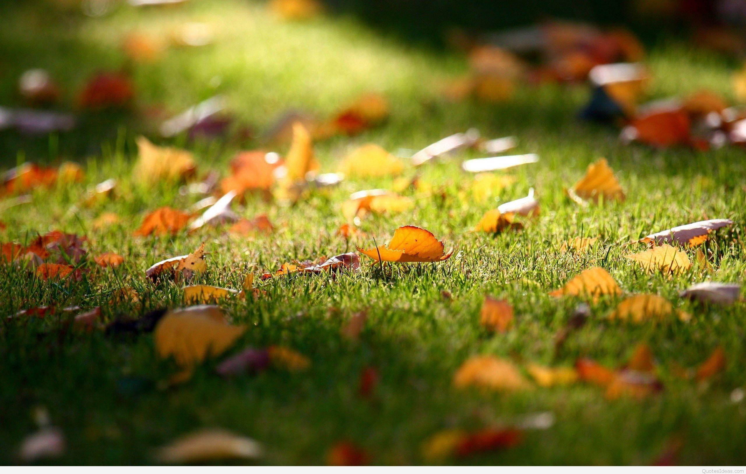 2560x1627 Top Autumn wallpaper, quotes, sayings, pics, image