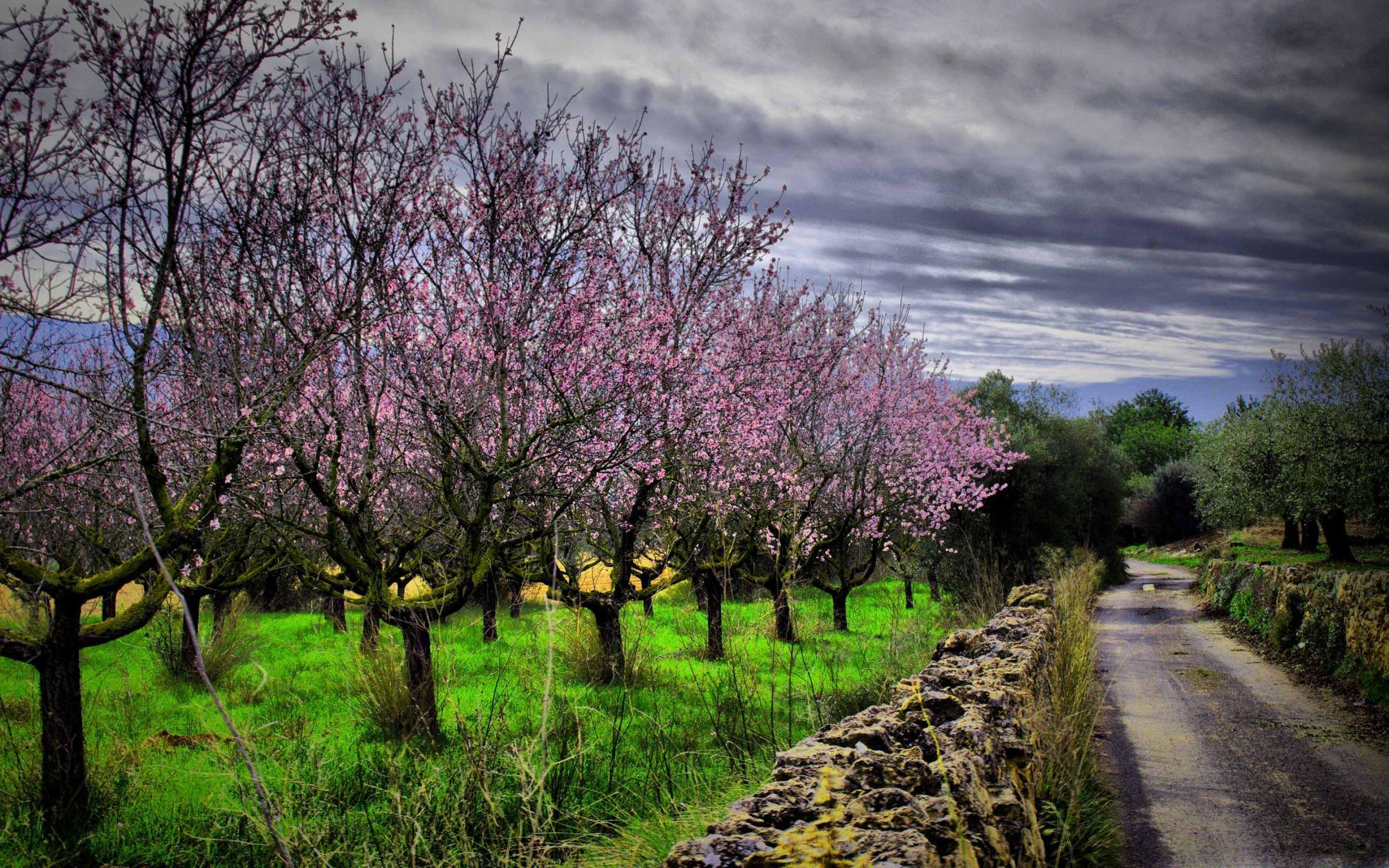 2560x1600 Almond Orchard Mac Wallpaper Download