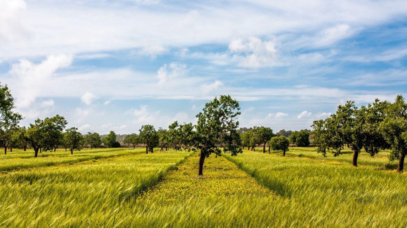 1366x768 Trees in an orchard Desktop wallpaper 1366x768