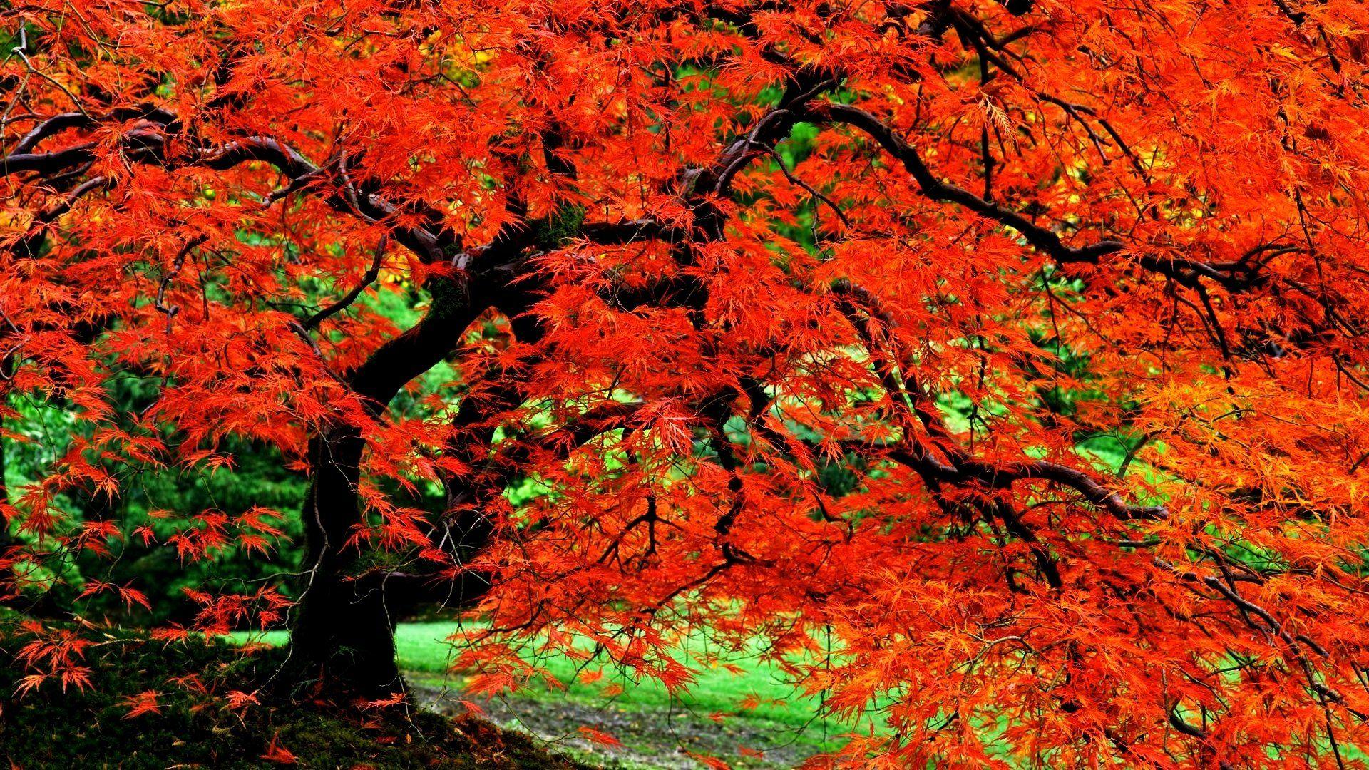 1920x1080 Autumn Tree in Japanese Garden HD Wallpaper. Background Image