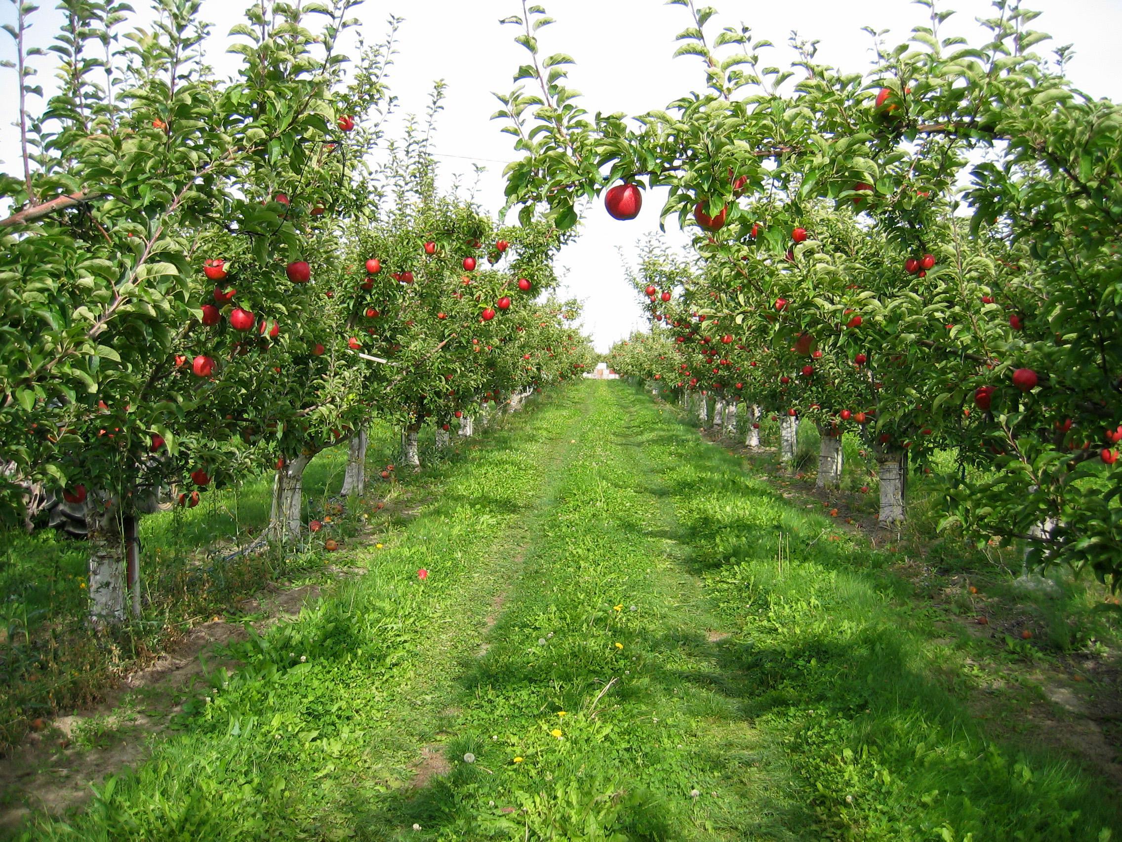 2272x1704 Apple orchard Wallpaper