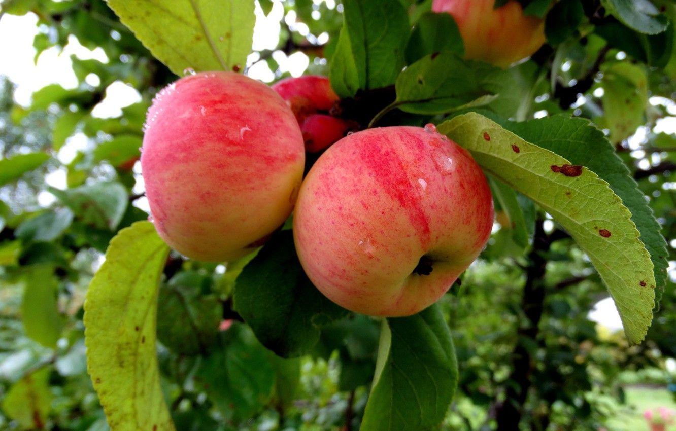 1332x850 Wallpaper apples, Apple, Apple orchard image for desktop, section