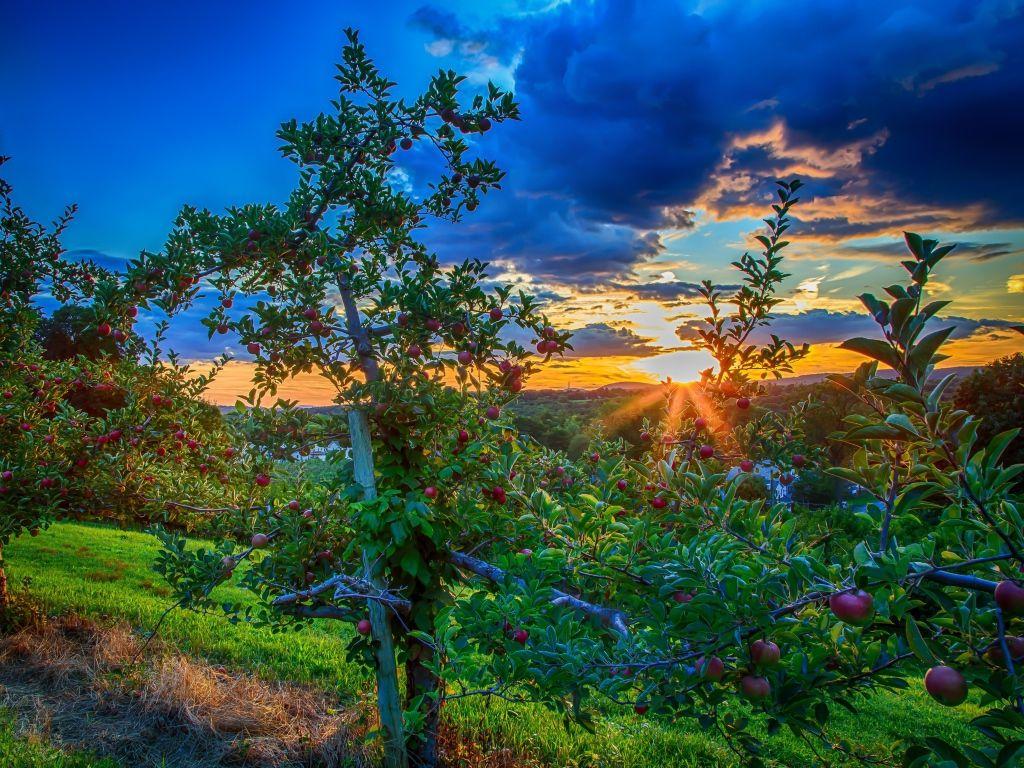 1024x768 Sunset in apple orchard Desktop wallpaper 1024x768