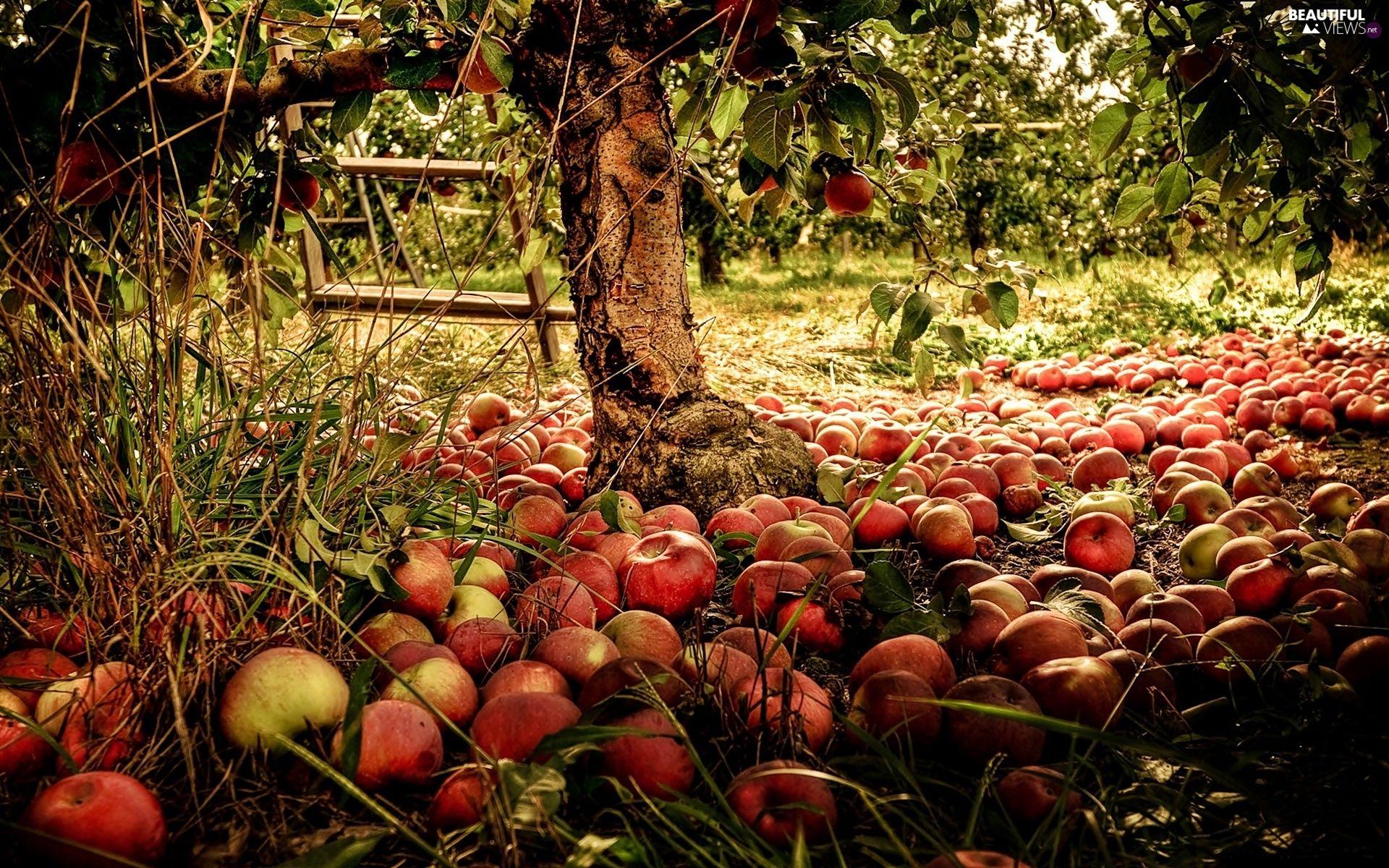 1920x1200 Apples, Apple Tree, Orchard, Przebijaj?ce, Luminosity, Blur, Sun