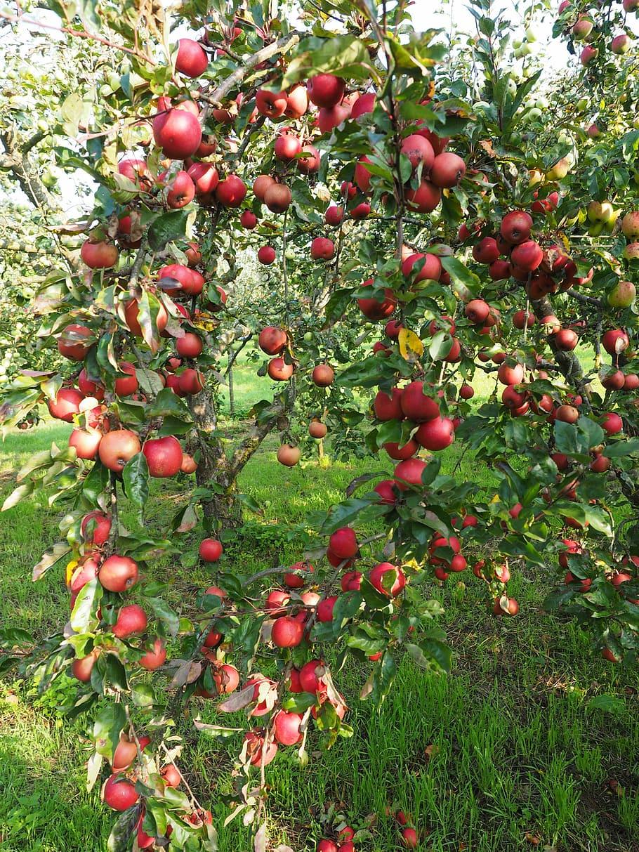 910x1213 HD wallpaper: Apple Tree, Fruit, Frisch, red, healthy, vitamins