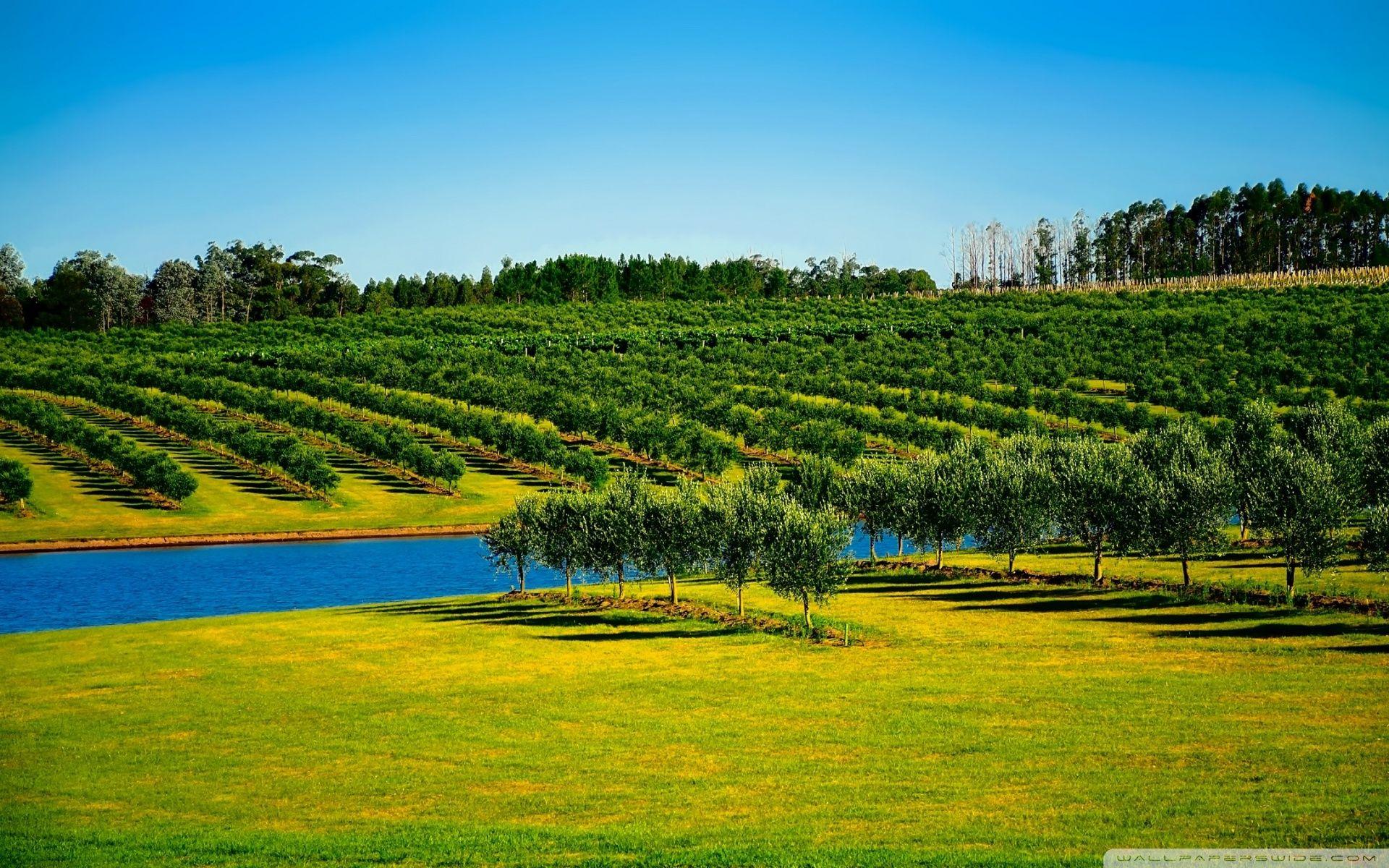 1920x1200 Orchard Landscape Ultra HD Desktop Background Wallpaper for 4K UHD
