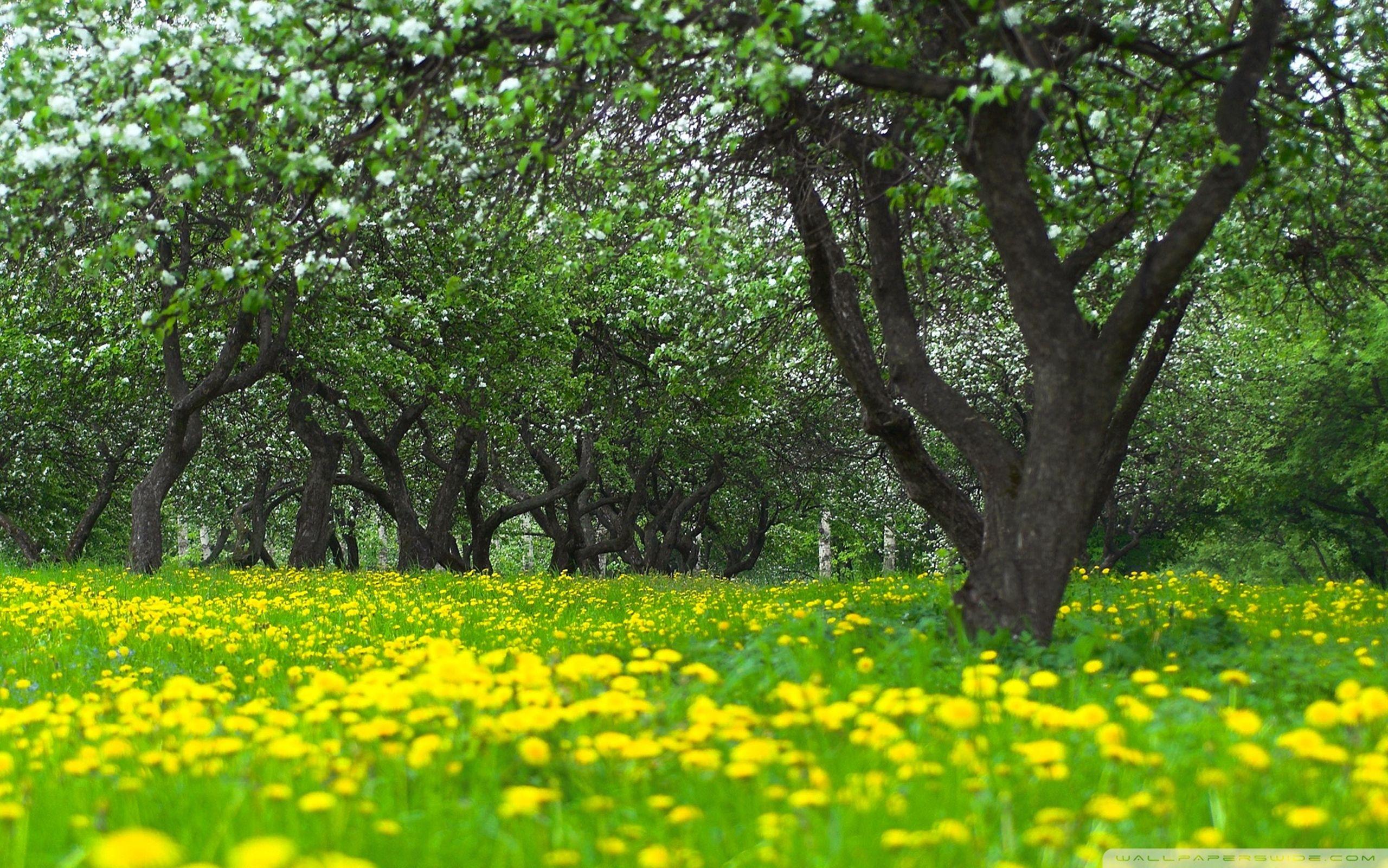 2560x1600 Orchard Spring Wallpaper 2560x1600 :