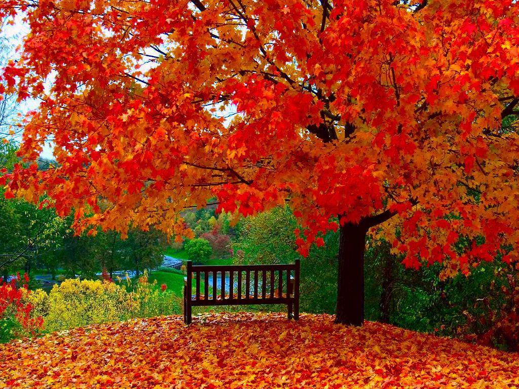 1024x768 Free Autumn Wallpaper