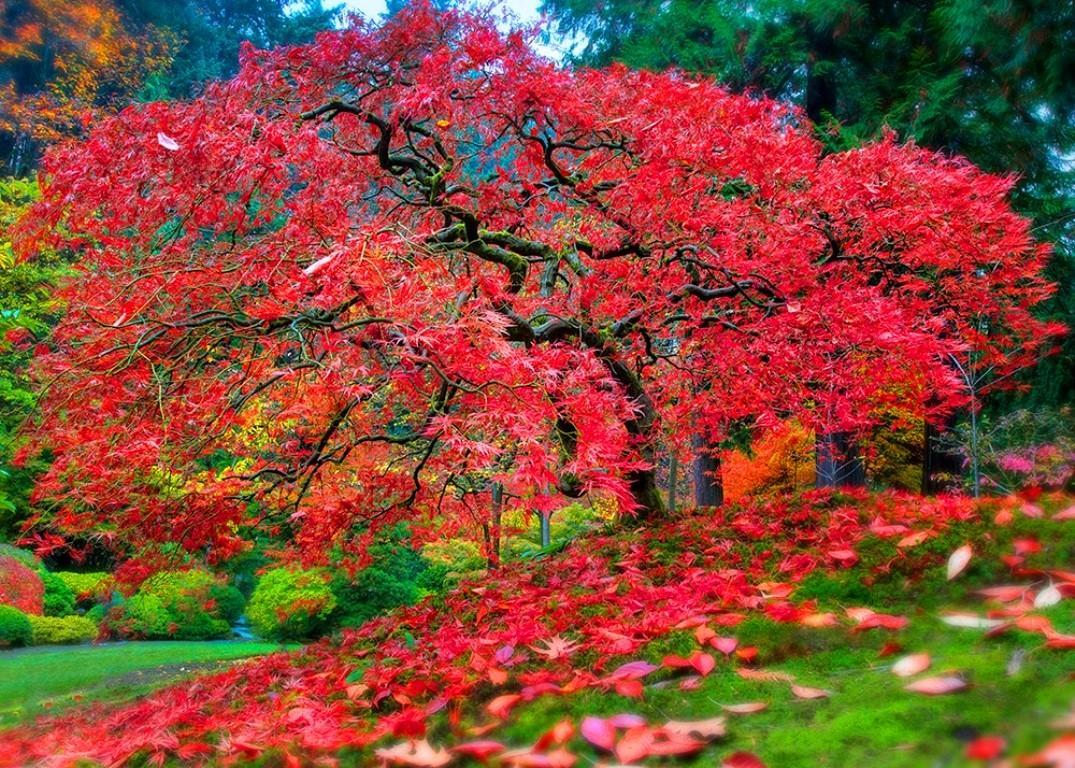 Autumn Garden Wallpapers - Top Free Autumn Garden Backgrounds