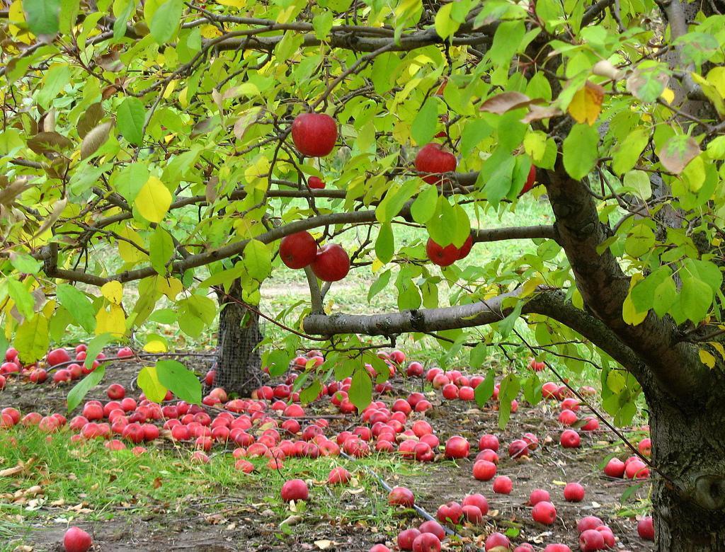 1024x780 Apple orchard, download wallpaper