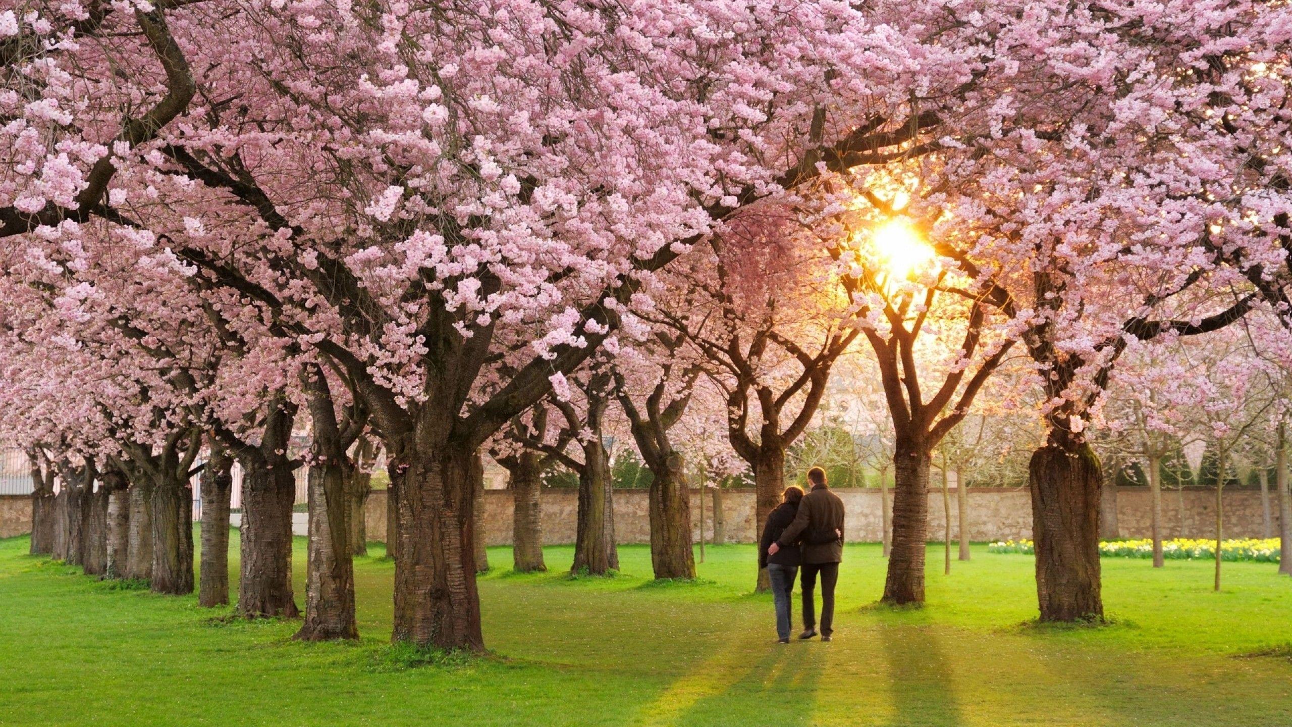 2560x1440 Download 2560x1440 Orchard, Tree, Couple, Sunset, Blossom, Pink