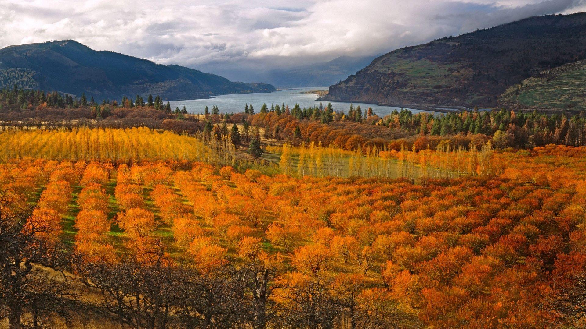 1920x1080 Cherry Orchard Autumn Trees desktop PC and Mac wallpaper