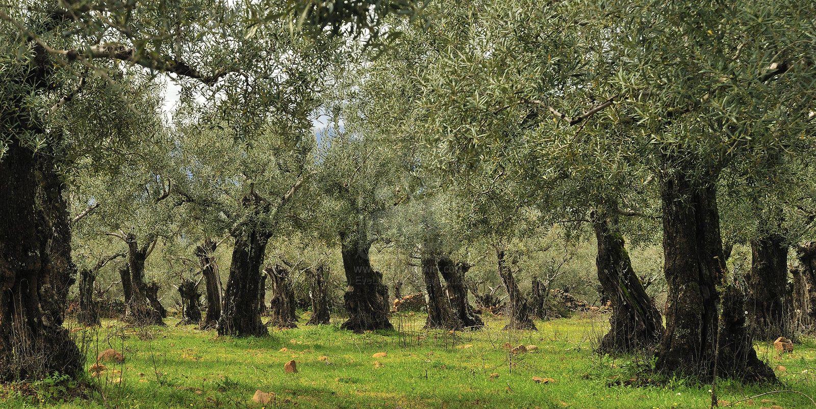 1600x803 Olive Orchard Wallpaper. Apple Orchard