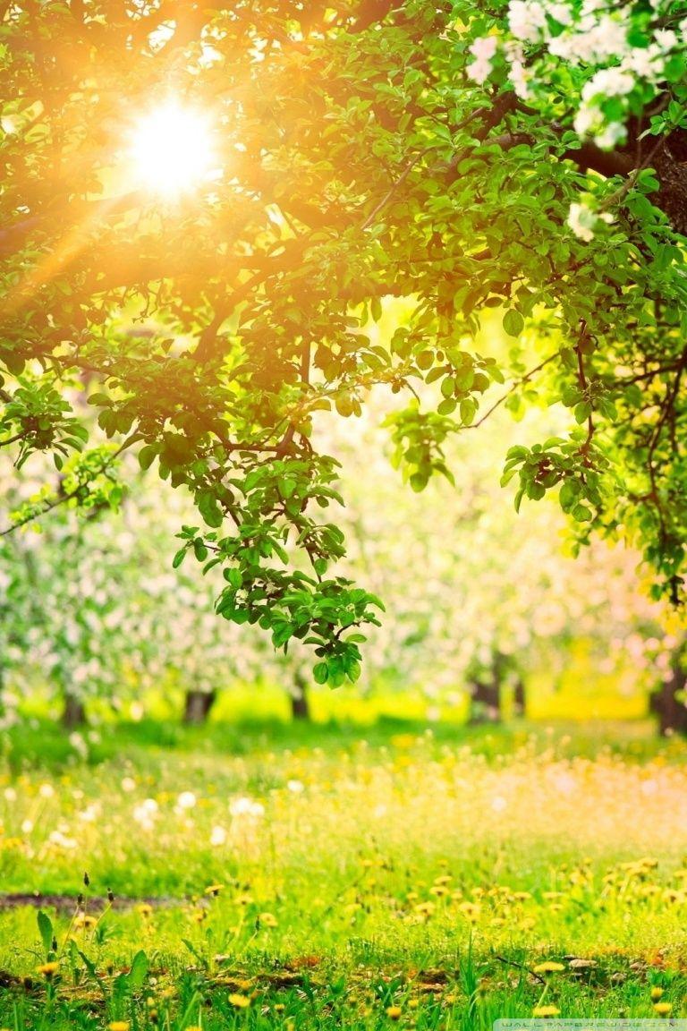 Orchard Wallpapers - Top Free Orchard Backgrounds - WallpaperAccess