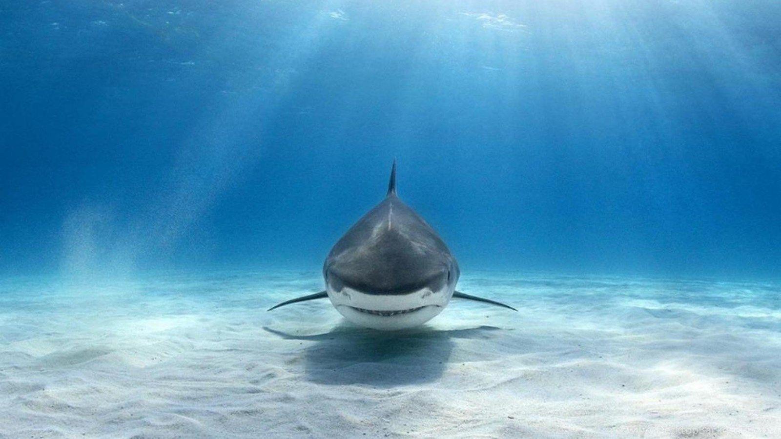 1600x900 TIGER SHARK WALLPAPER Desktop Background