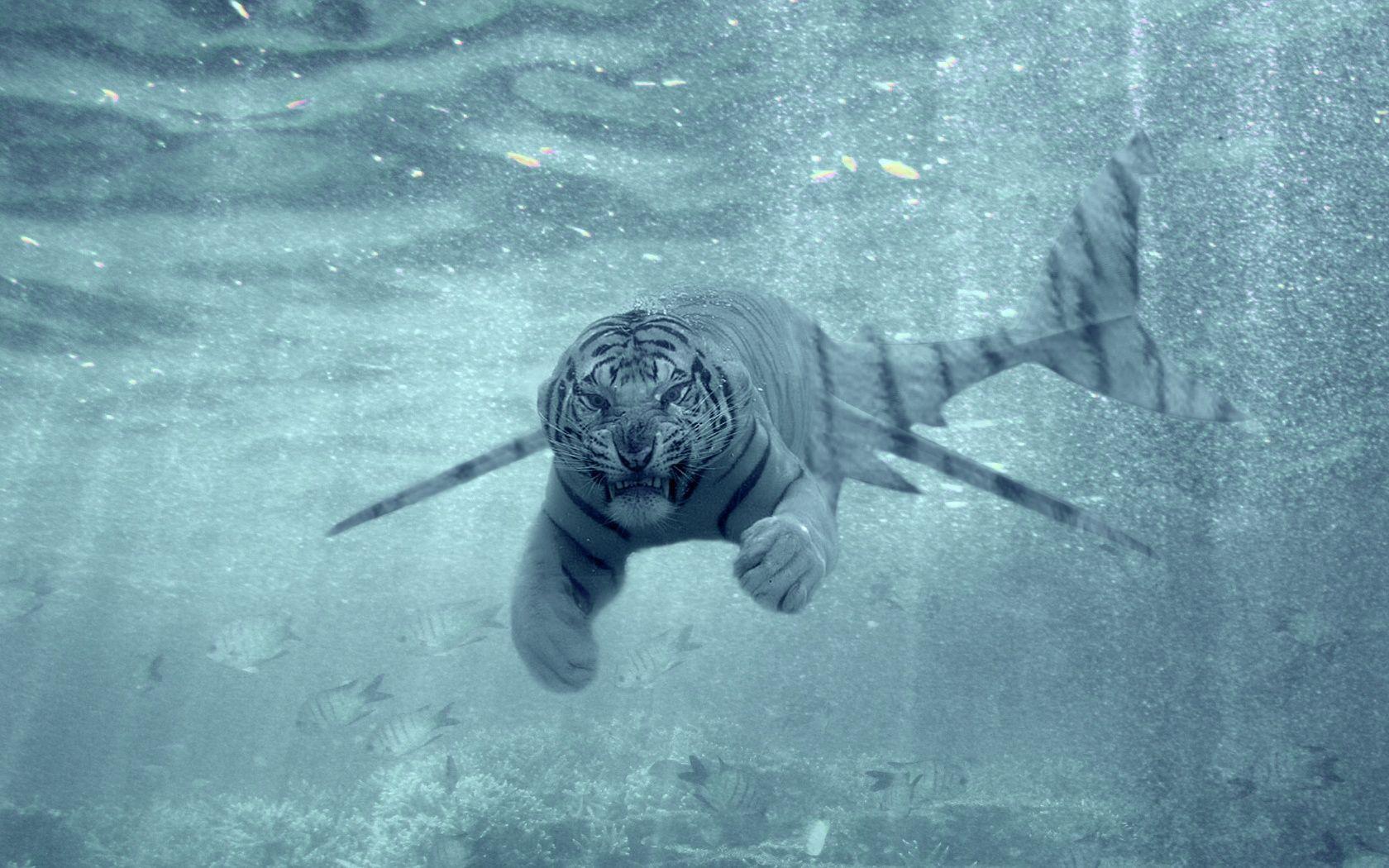 1680x1050 Tiger Shark New Predator Wallpaper