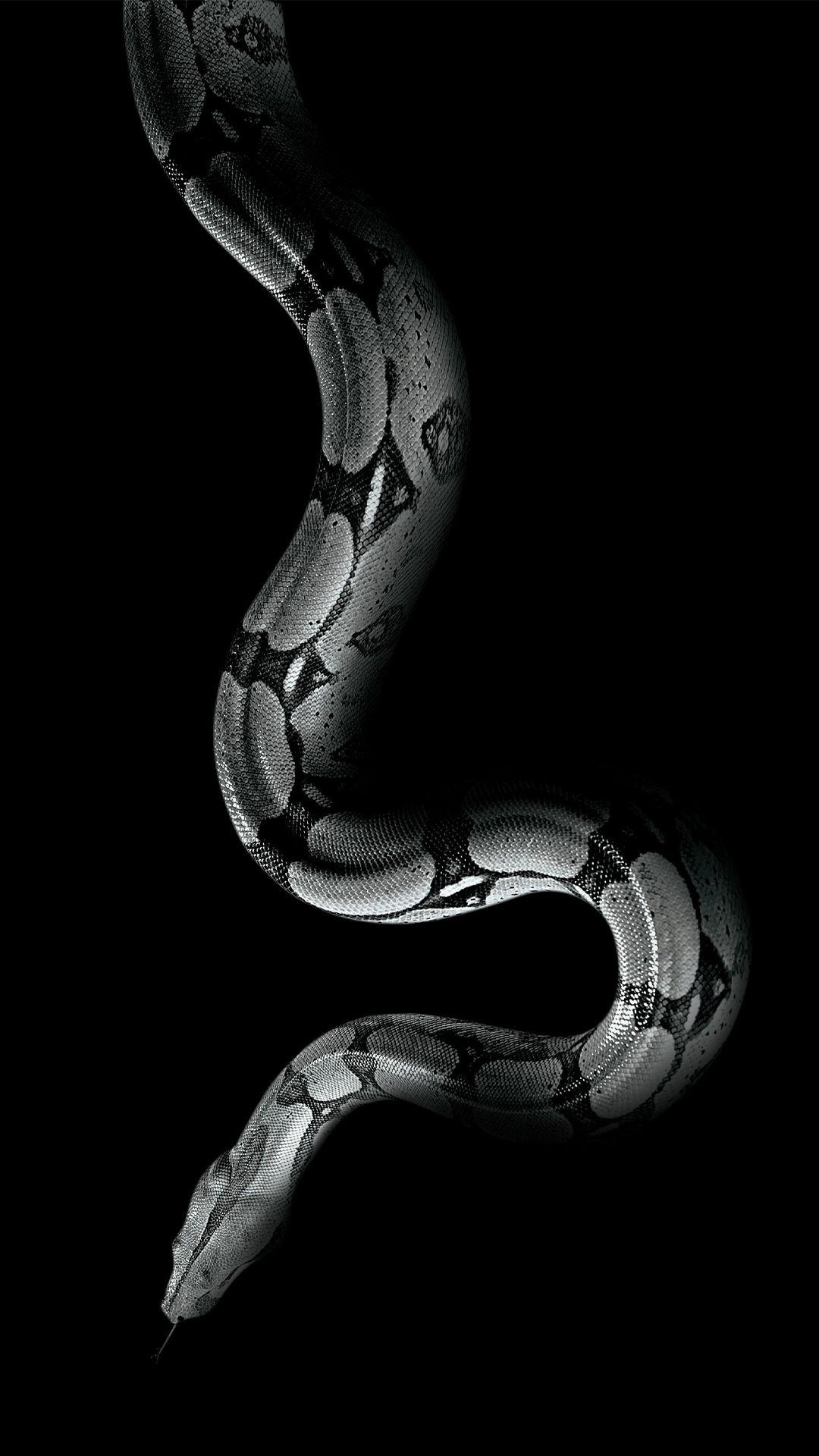 Black Snake on the Ground  Free Stock Photo